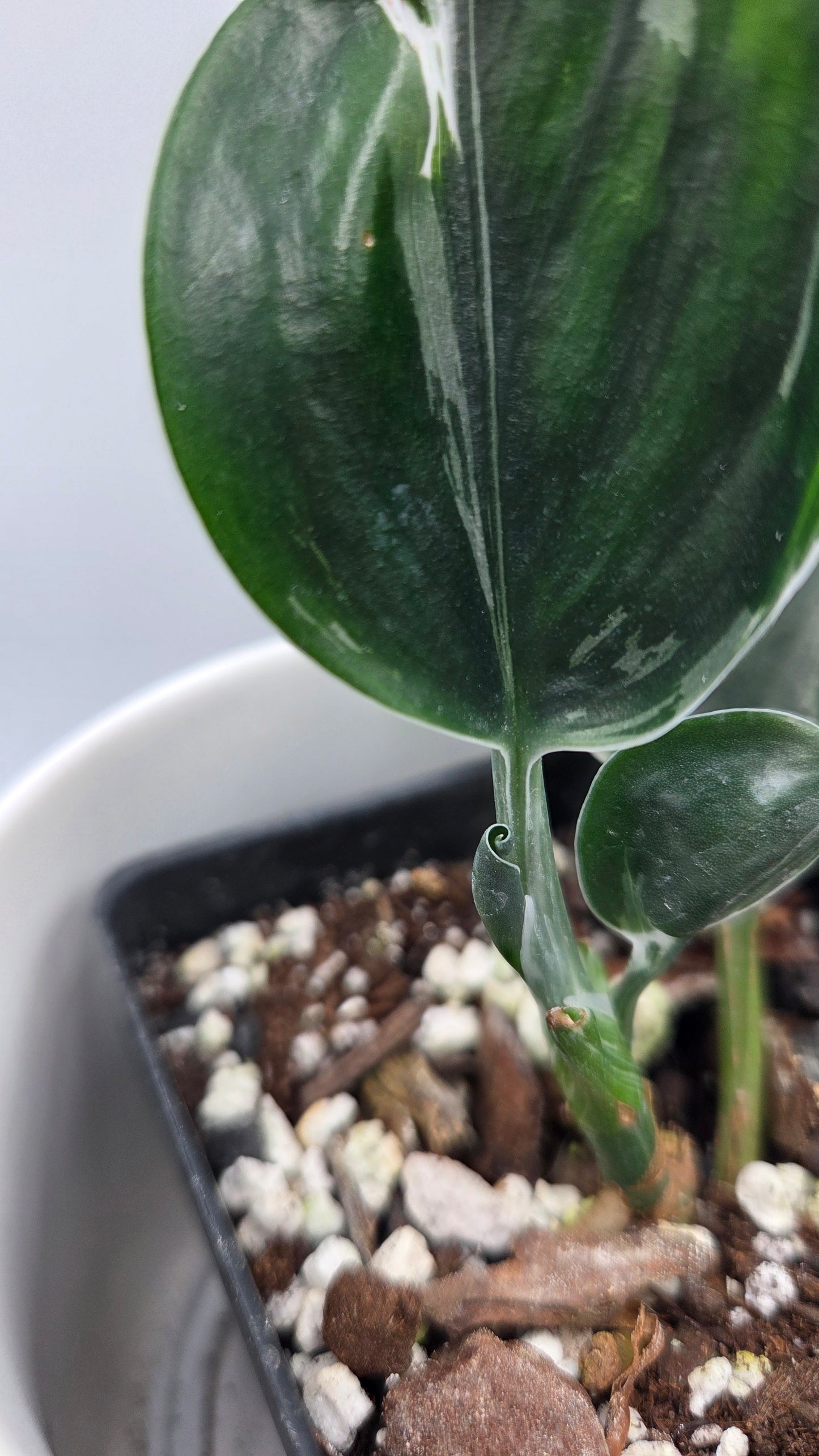 Scindapsus Treubii Dark Form silver (SCI-1198)