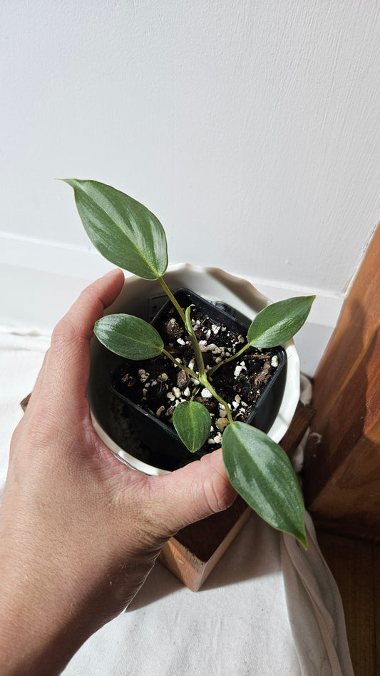 Philodendron Gloriosum Veins (PHI-837)