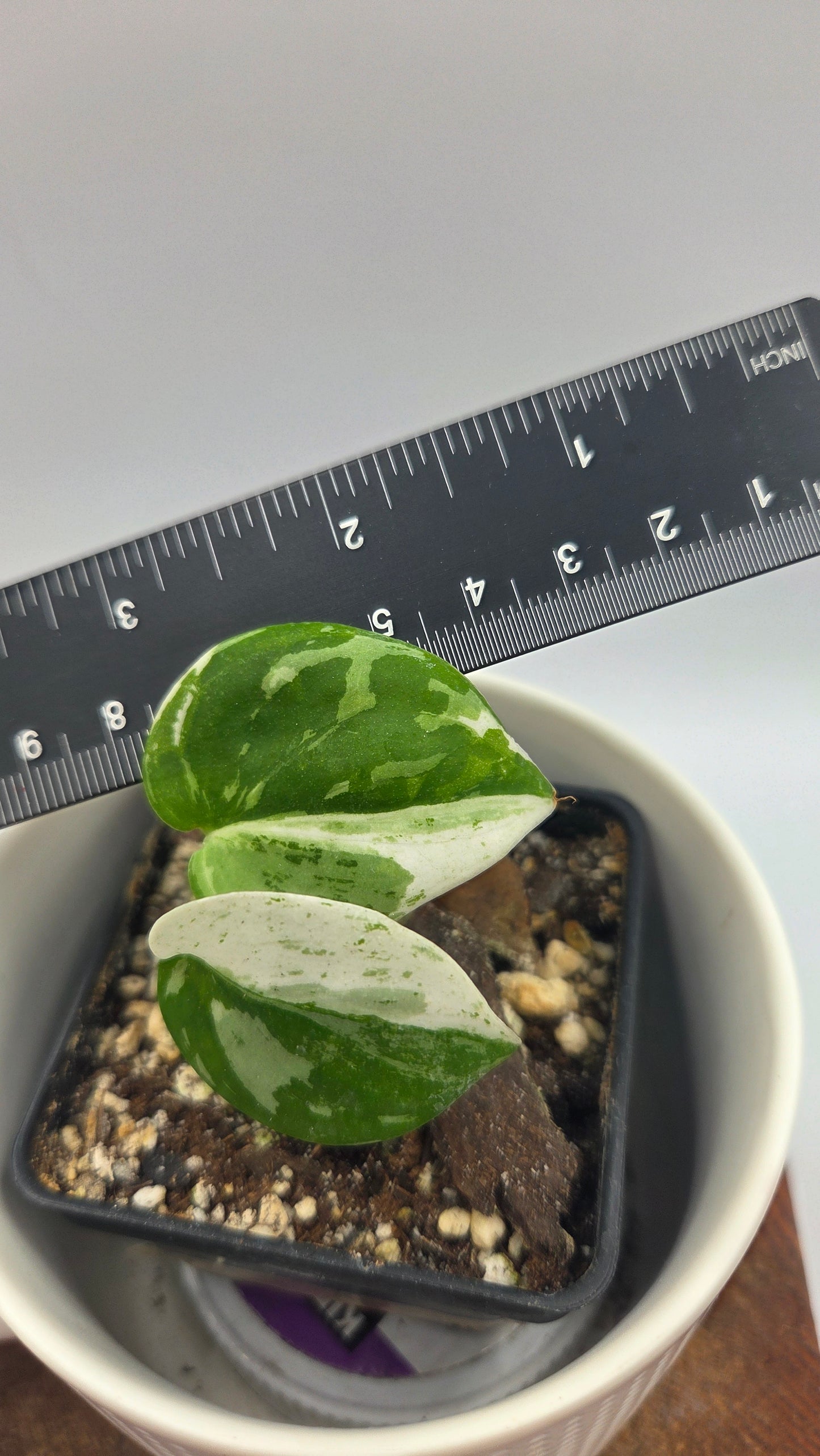 Scindapsus Silver Splash Variegata (SCI-926)