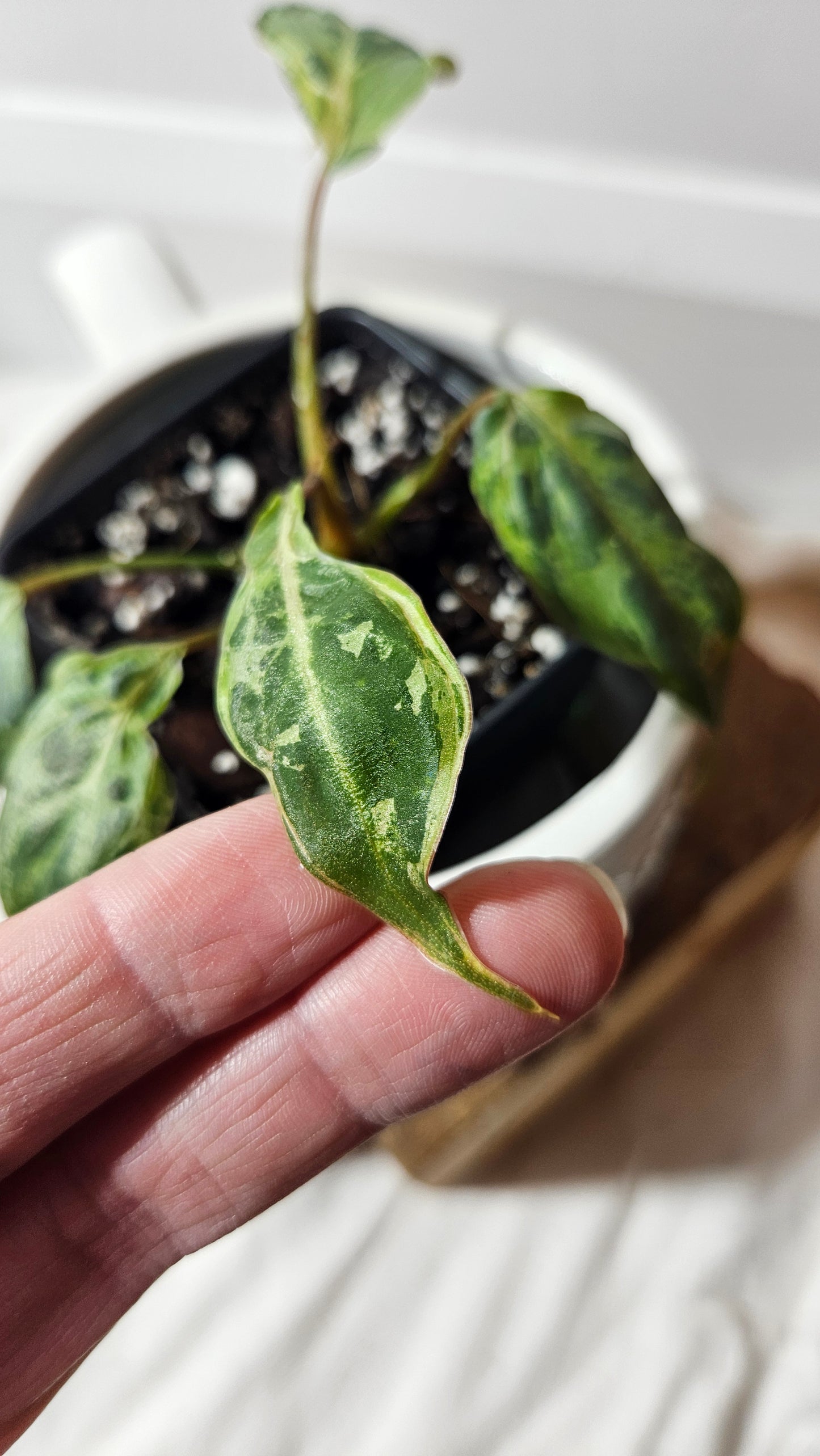 Philodendron Gloriosum "Snow leopard" (PHI-610)