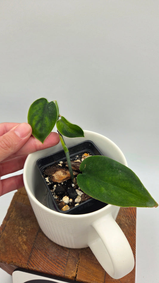 Scindapsus Blurik (SCI-1295)