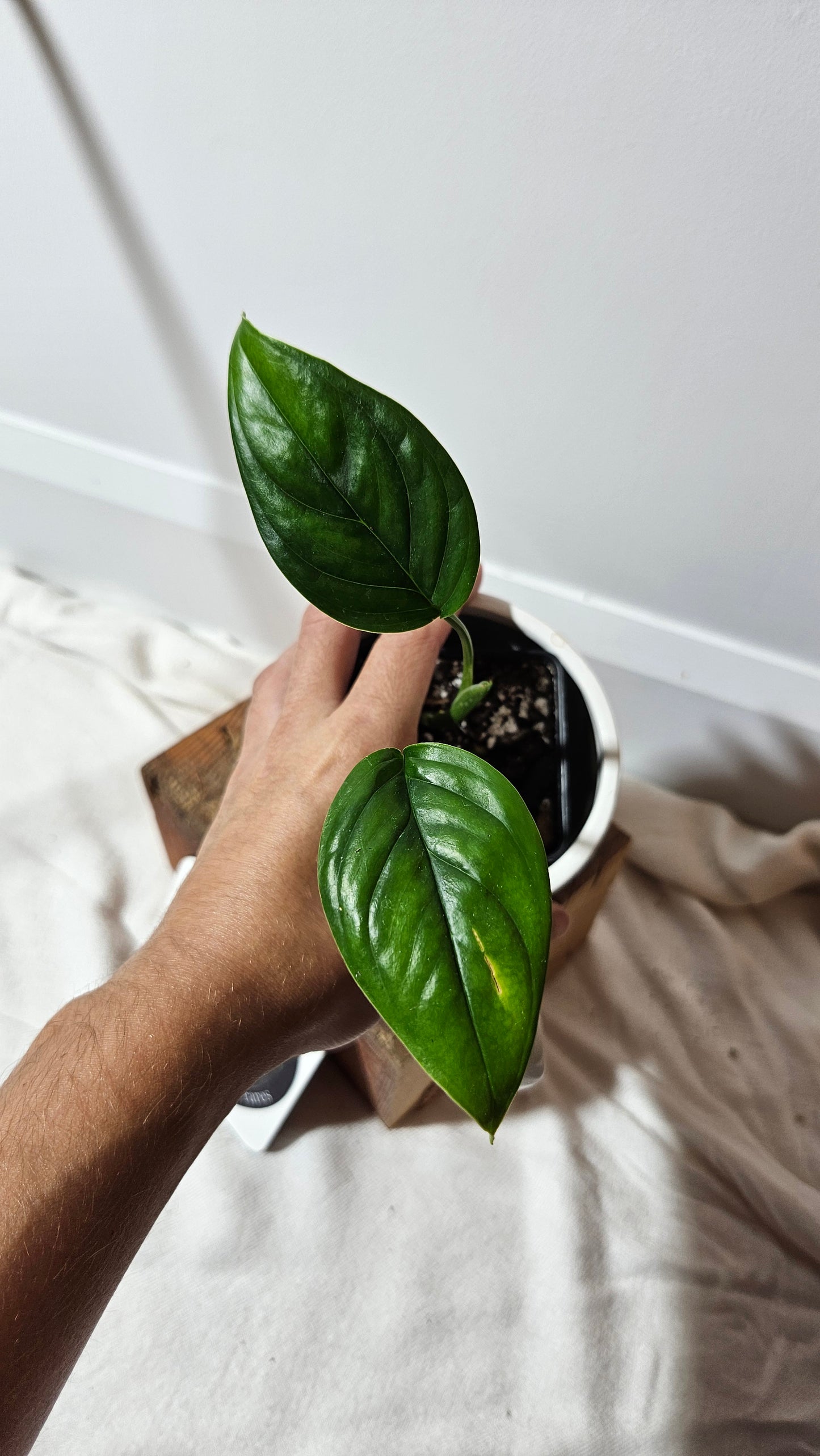 Monstera Lechleriana  (MON-231)