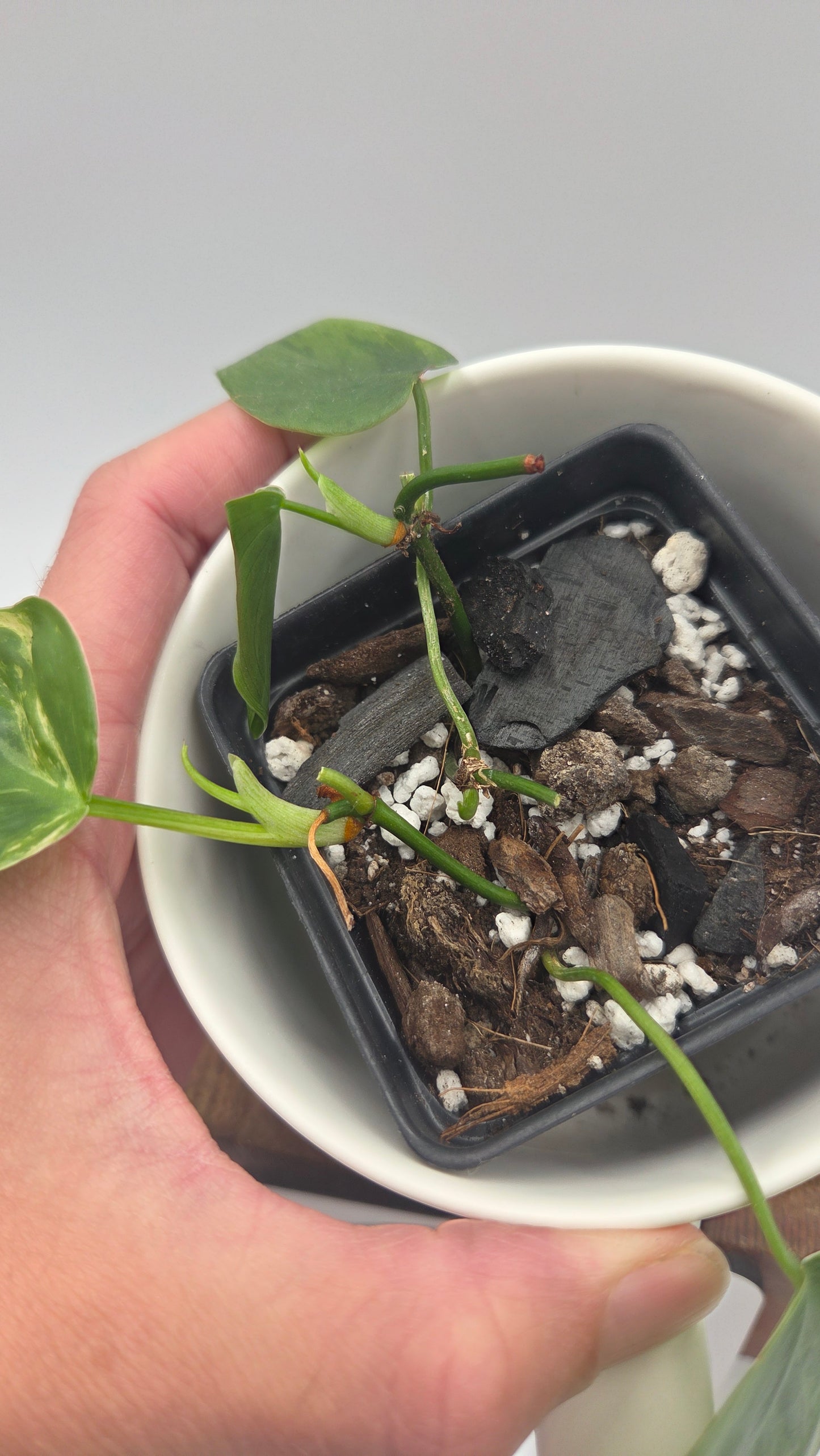 Philodendron Hederaceum Variegata (PHI-1064)