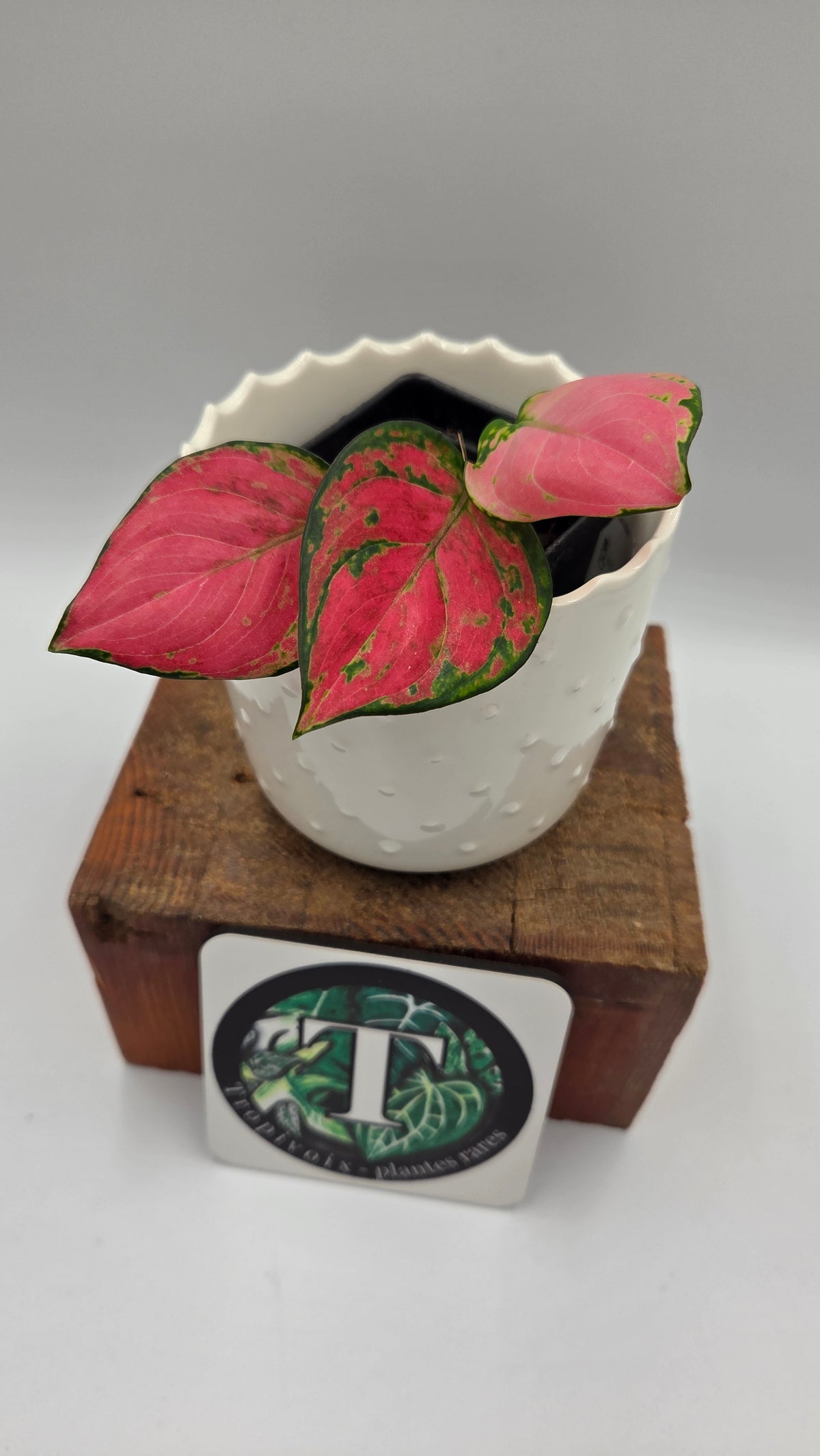 Agalonema Pink Star (AUT-101)