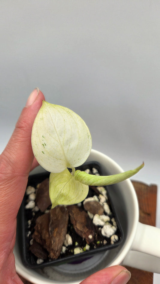 Scindapsus Hederaceus White Mint (SCI-1458)