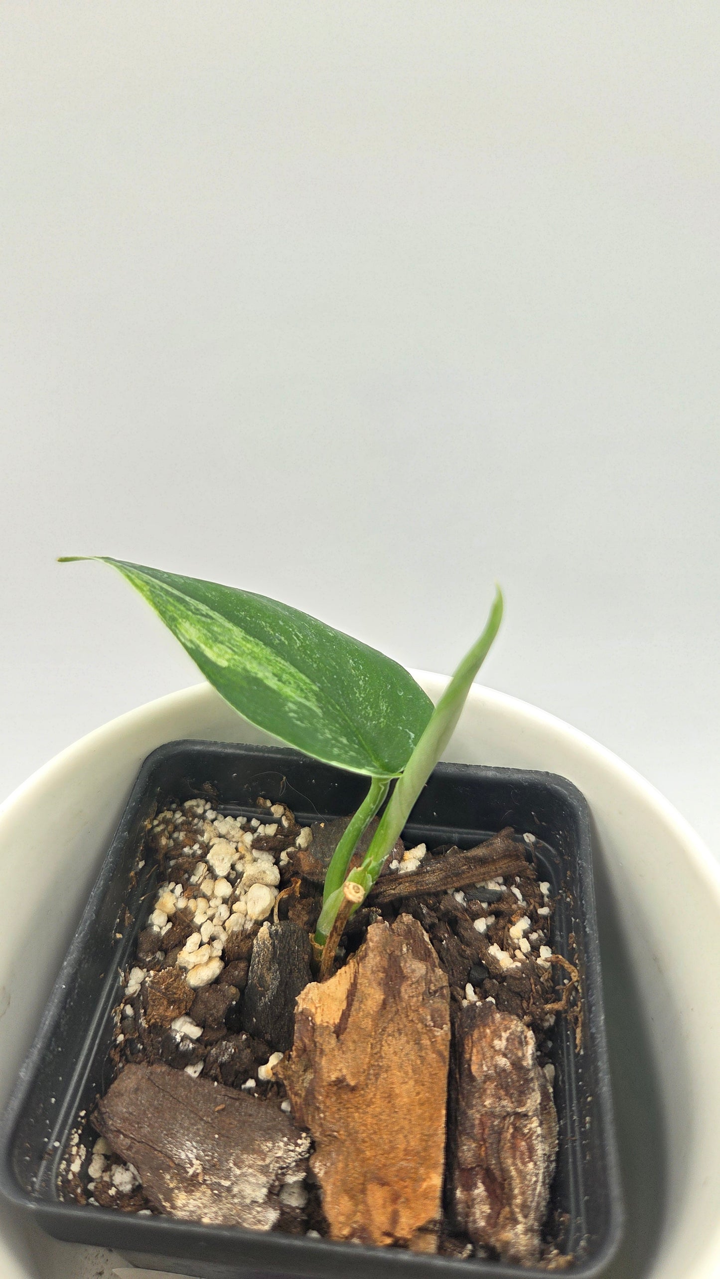Scindapsus Dark Splash Variegata (SCI-641)
