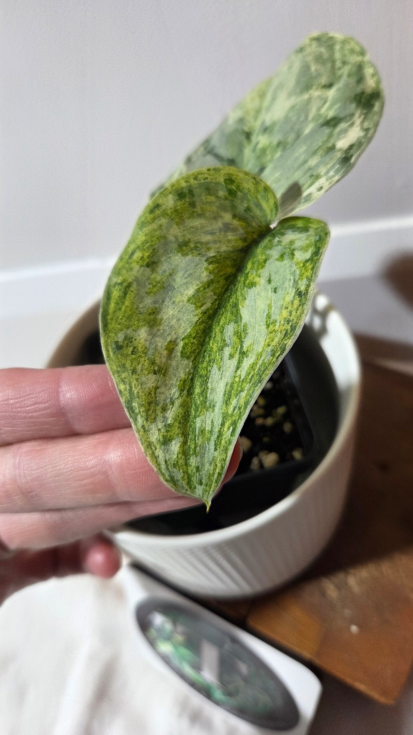 Scindapsus Peasun (SCI-1354)