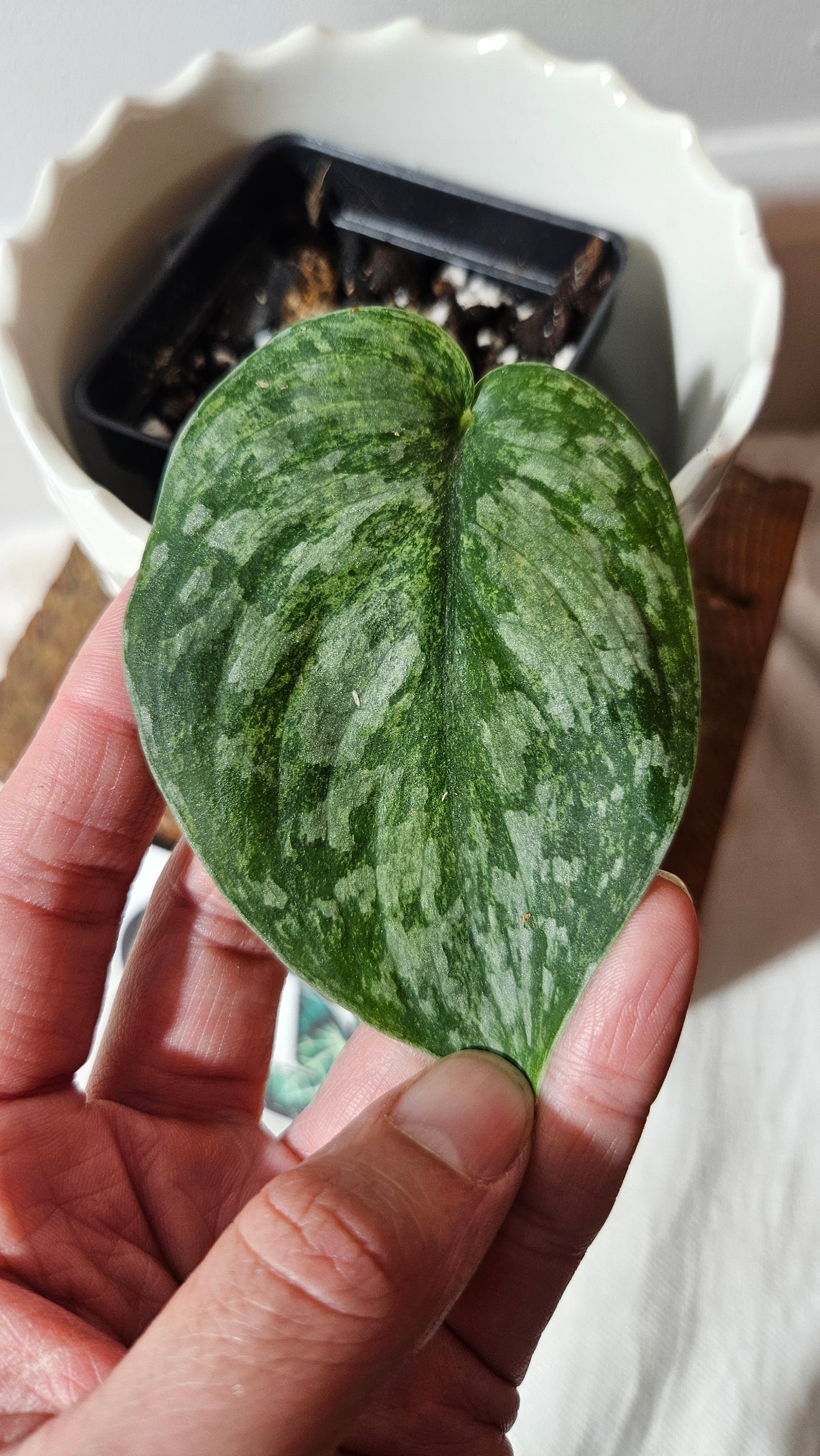 Scindapsus Exotica Pictus mint (SCI-980)