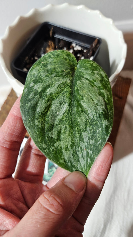 Scindapsus Exotica Pictus mint (SCI-980)