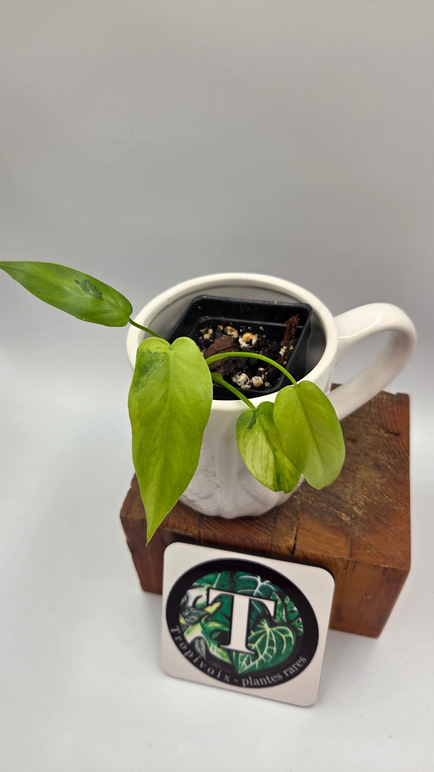 Philodendron Radiatum Variegata (PHI-1021)
