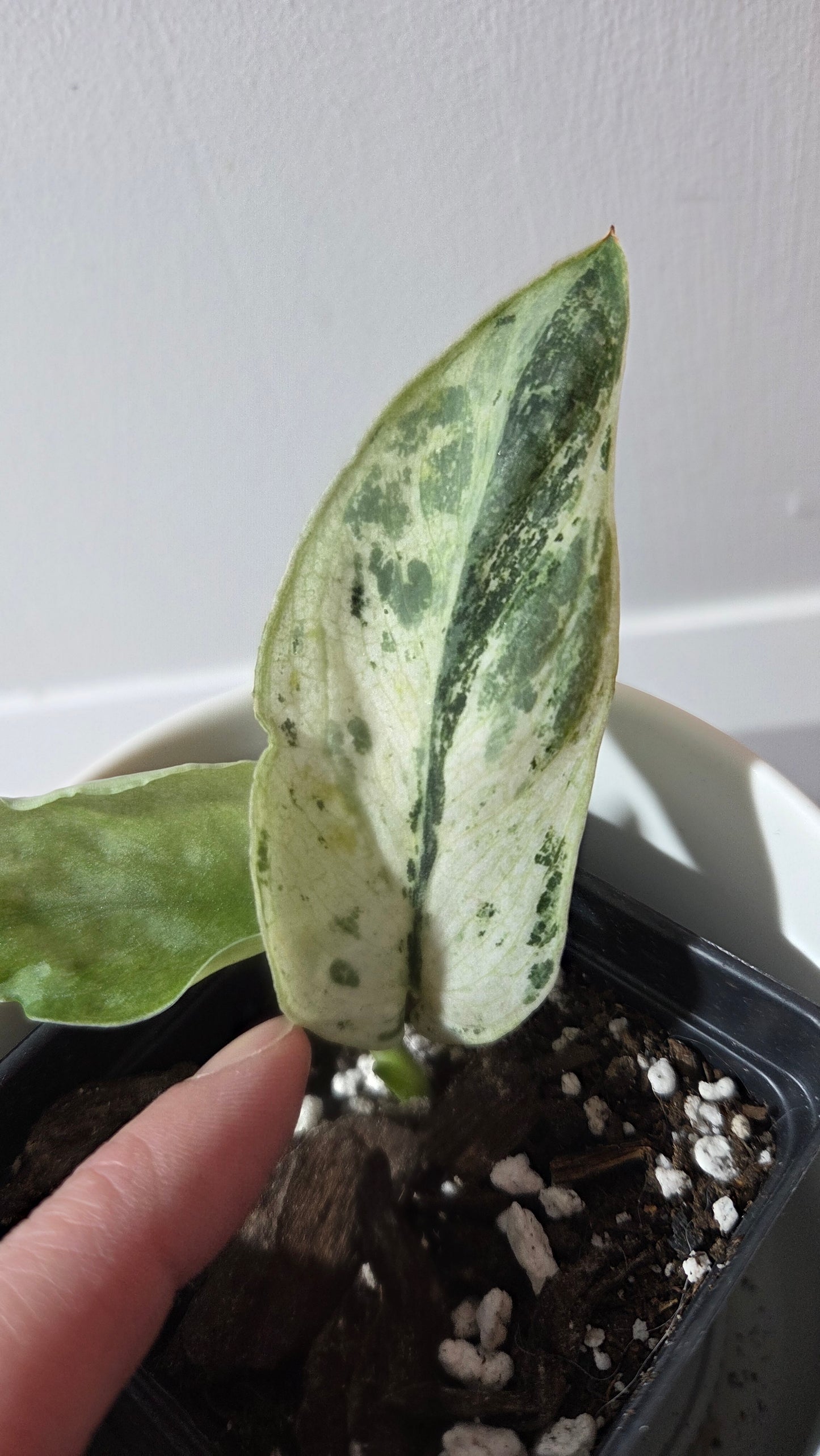 Scindapsus Black Dragon white (SCI-1352)