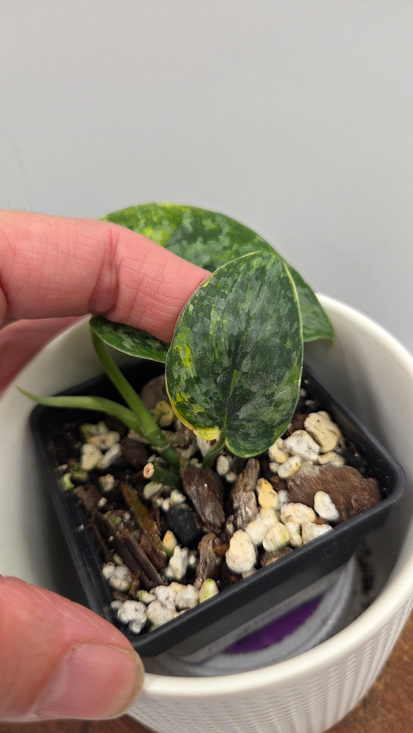 Scindapsus Tricolore Léopard Variegata(SCI-1460)
