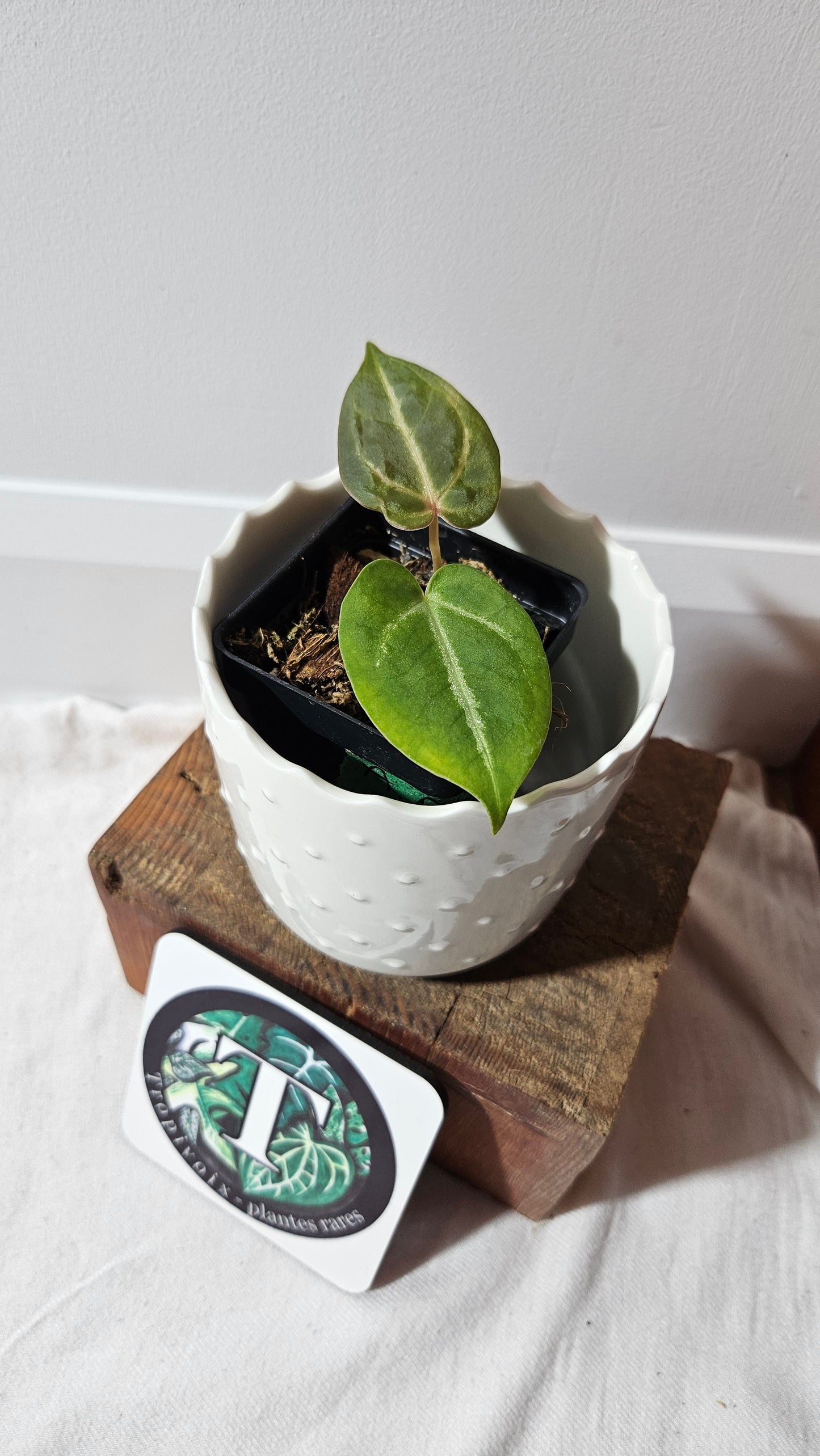 Anthurium Dressleri Hybrid "format PETIT" (ANT-463)