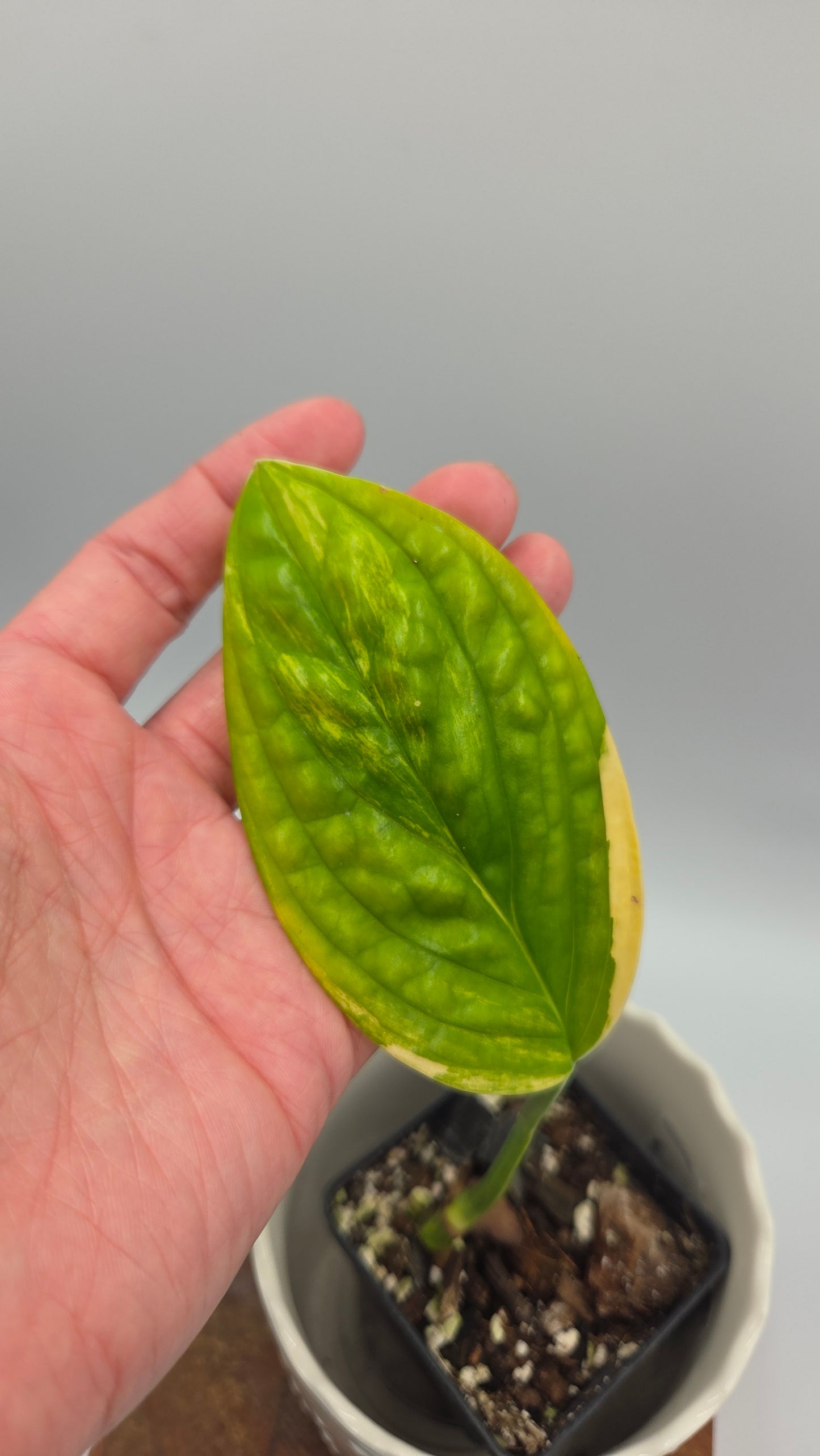 Monstera Karstenianum/Peru Variegata (MON-372)