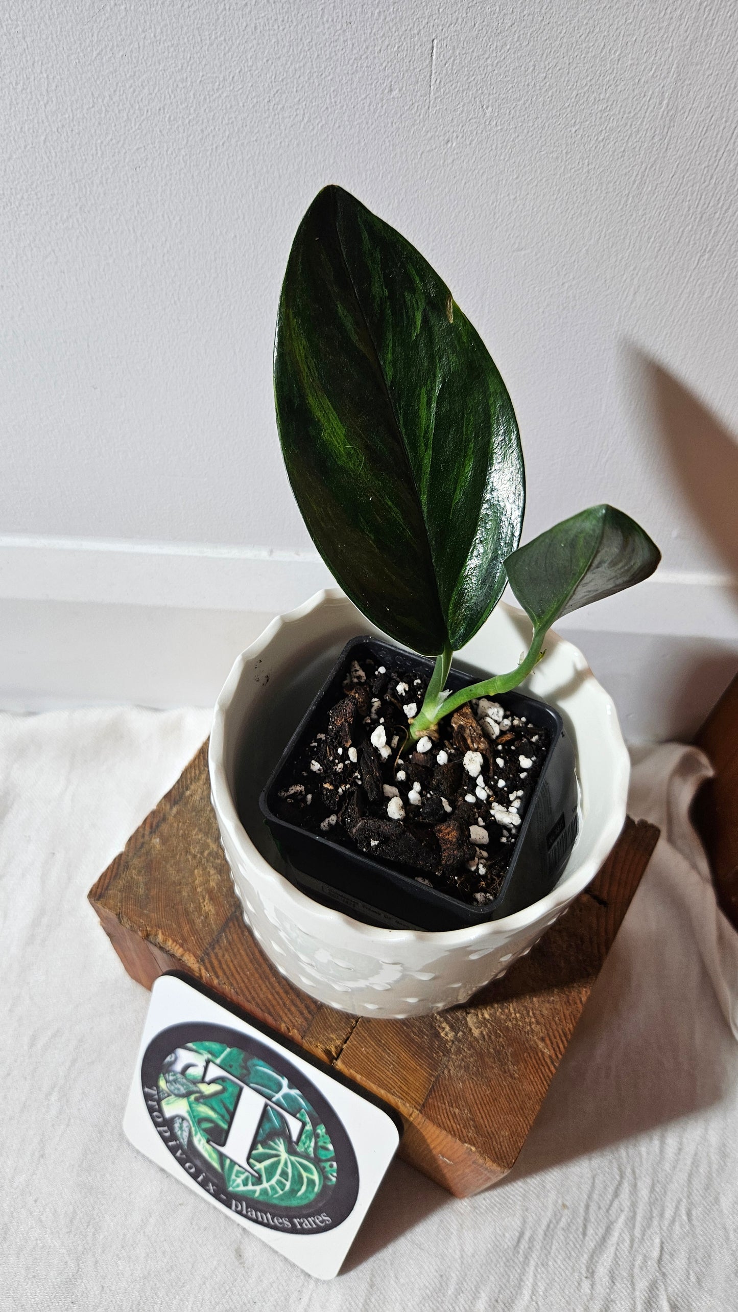 Scindapsus Treubii Dark Form Néon/Mutation (SCI-1010)