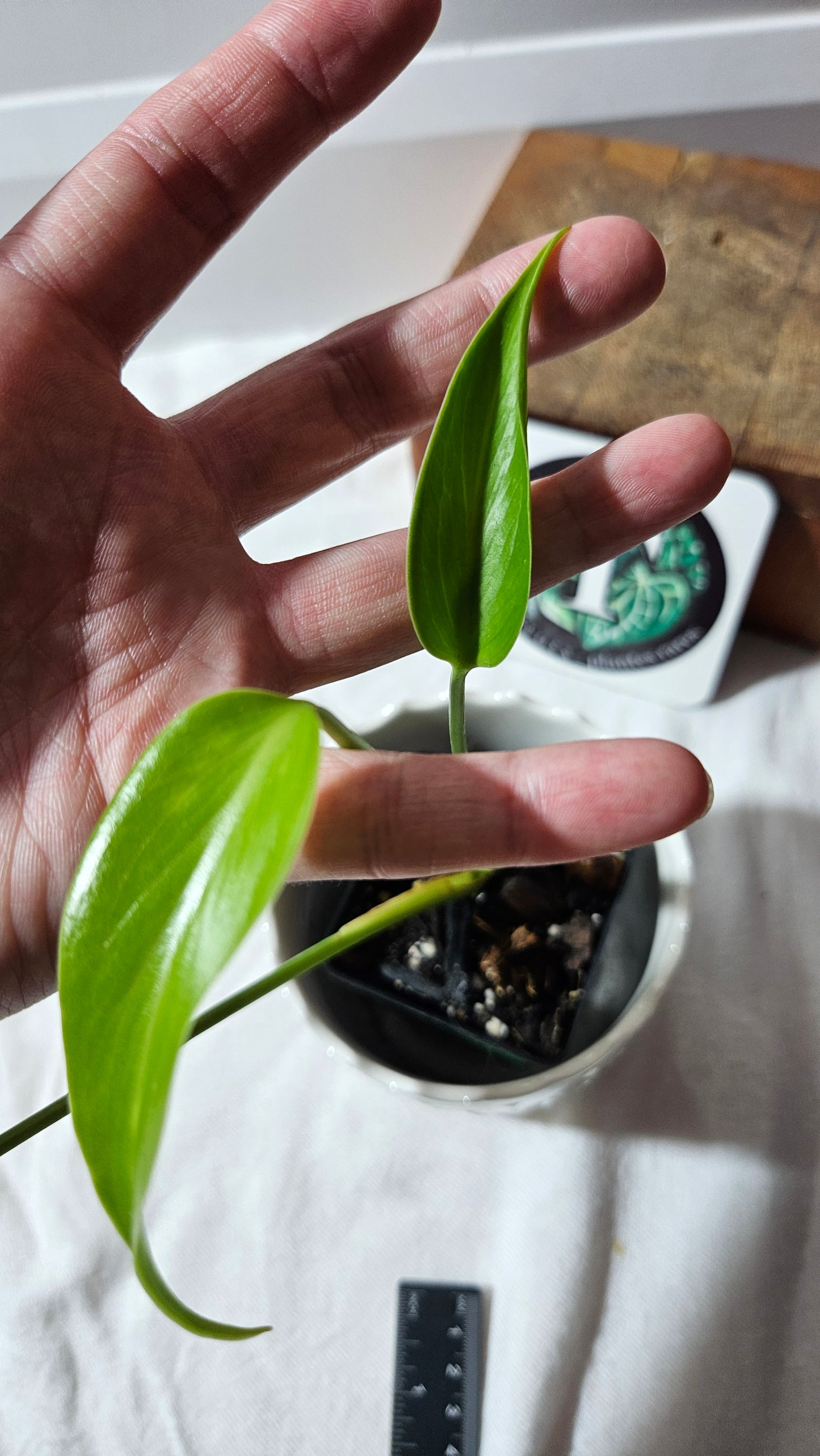 Monstera Burlemarx Flame/Dilacerata (MON-459)