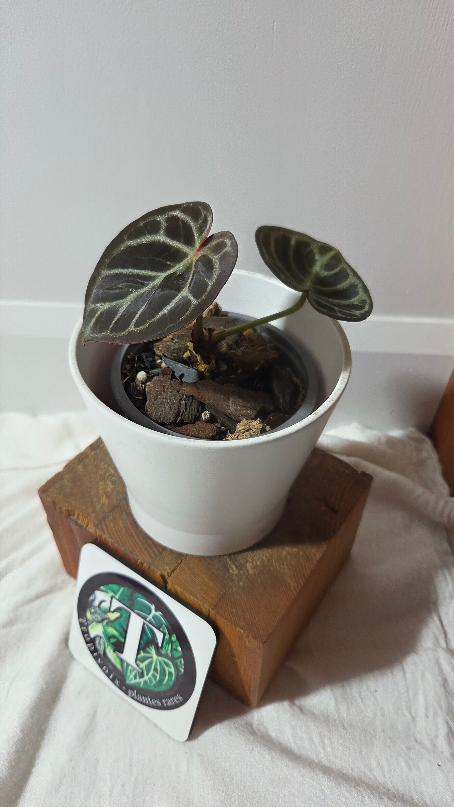 Anthurium Dorayaki Silver Dark "format PETIT"( ANT-648)