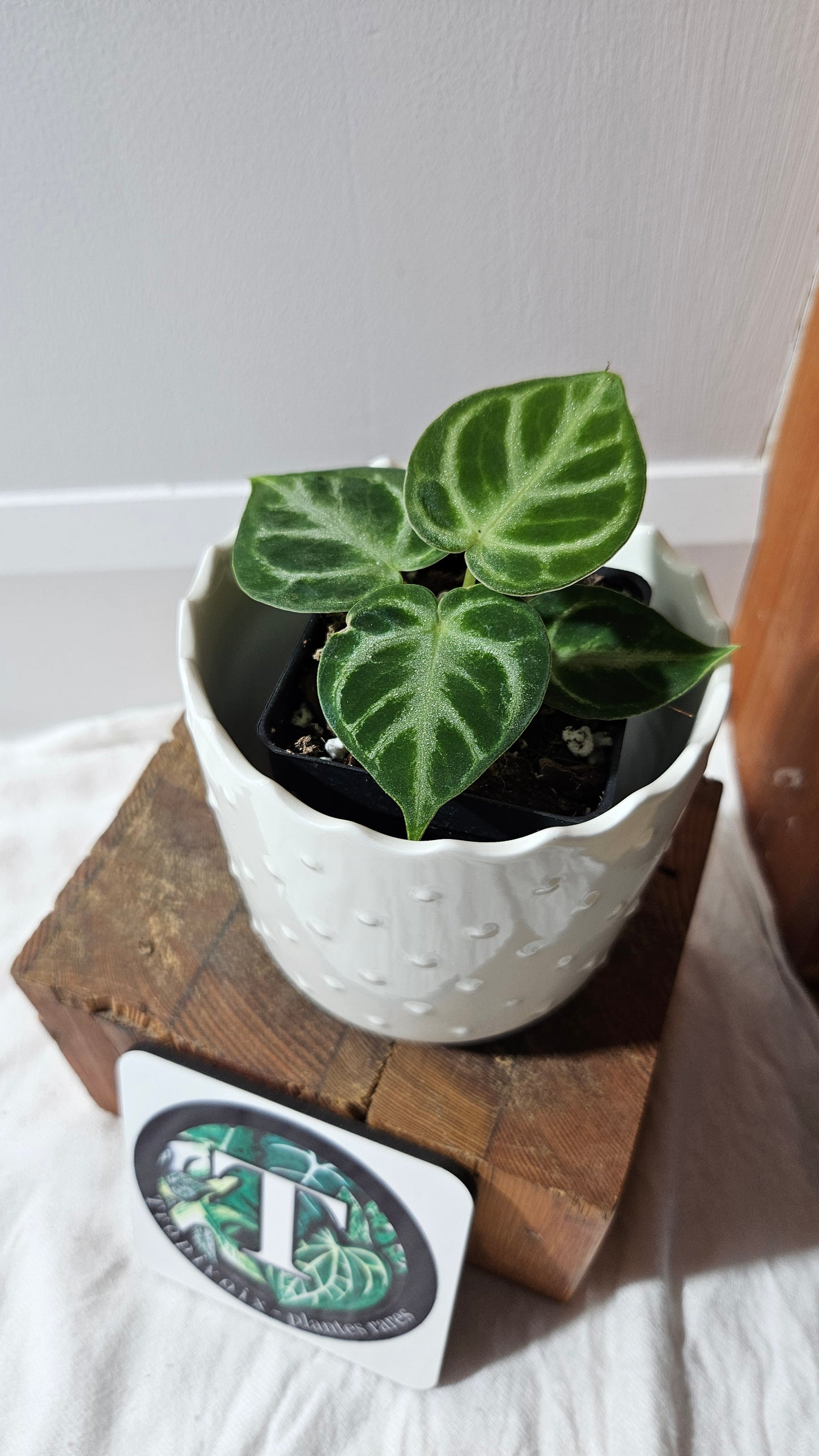 Anthurium Dorayaki Silver "format PETIT"( ANT-580)