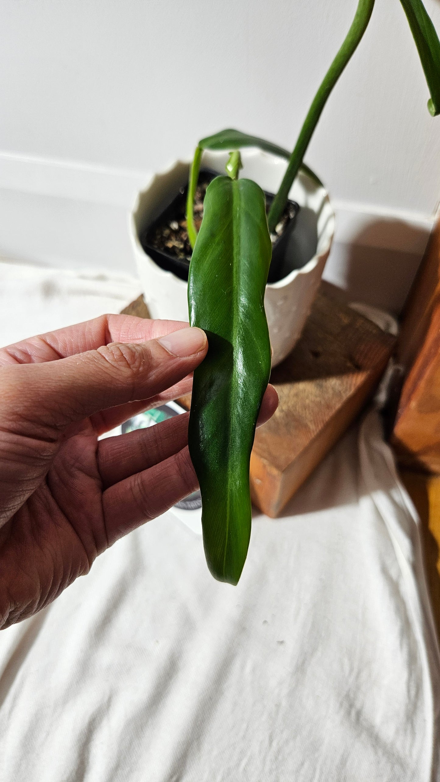 Philodendron Élégant (d'équateur)(PHI-838)
