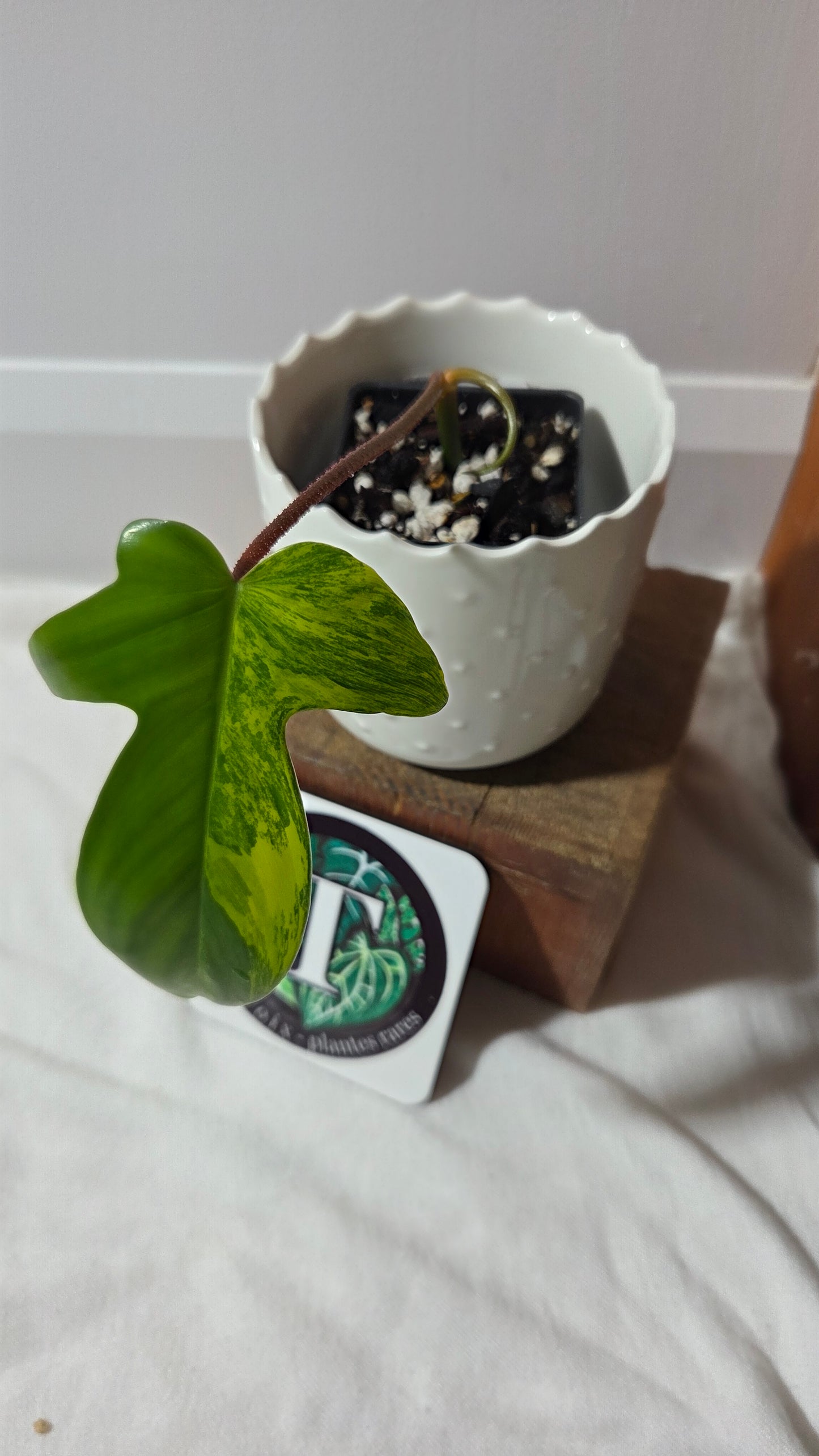 Philodendron Florida Beauty (PHI-964)