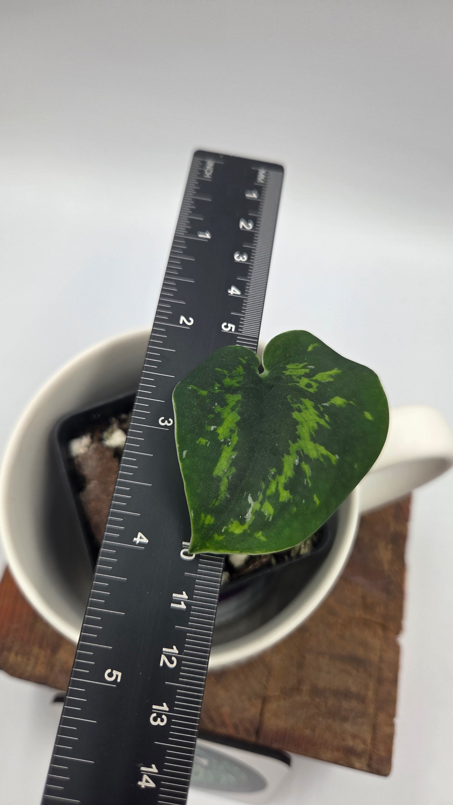 Scindapsus Macan (SCI-1511)