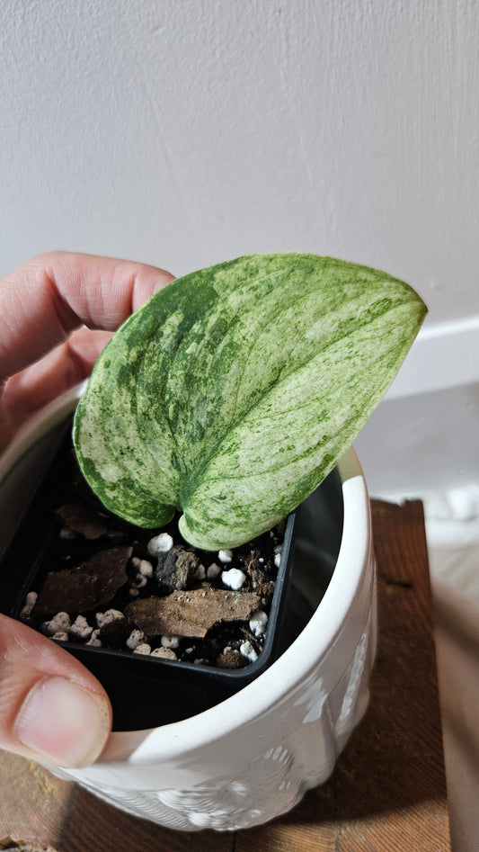 Scindapsus Silver Cloud variegata (SCI-1238)