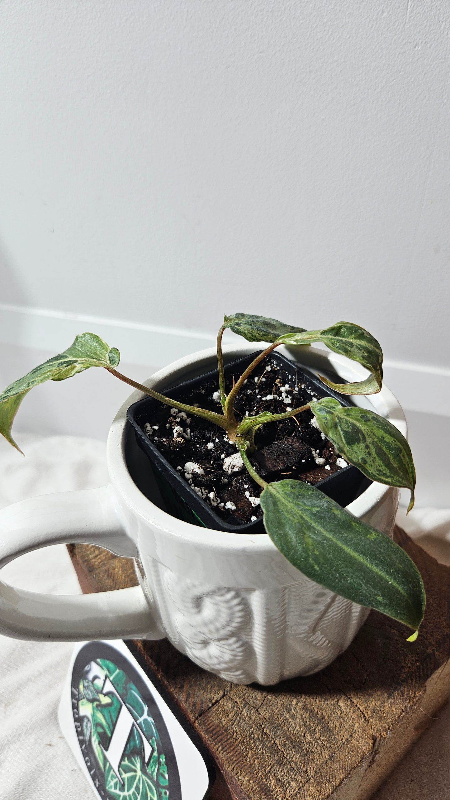 Philodendron Gloriosum "Snow leopard" (PHI-610)