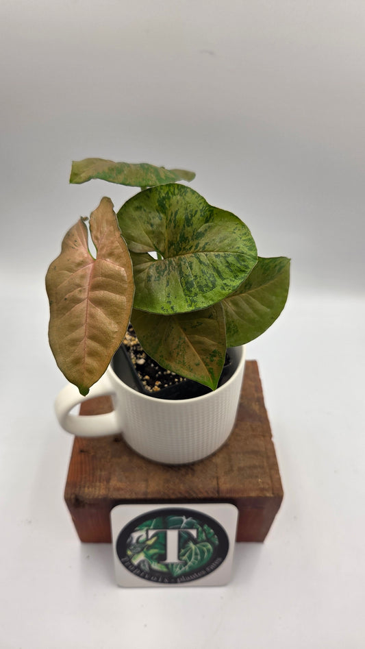 Syngonium Pink Flecked (SYN-520)