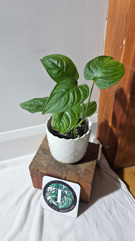 Monstera Obliqua Aff Esmeraldense Golden (MON-441)