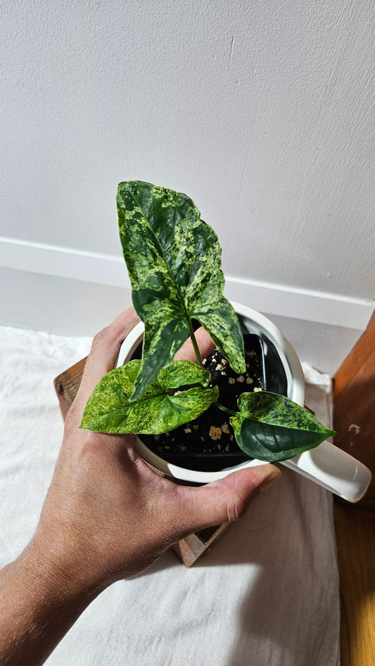 Syngonium Mojito (SYN-462)