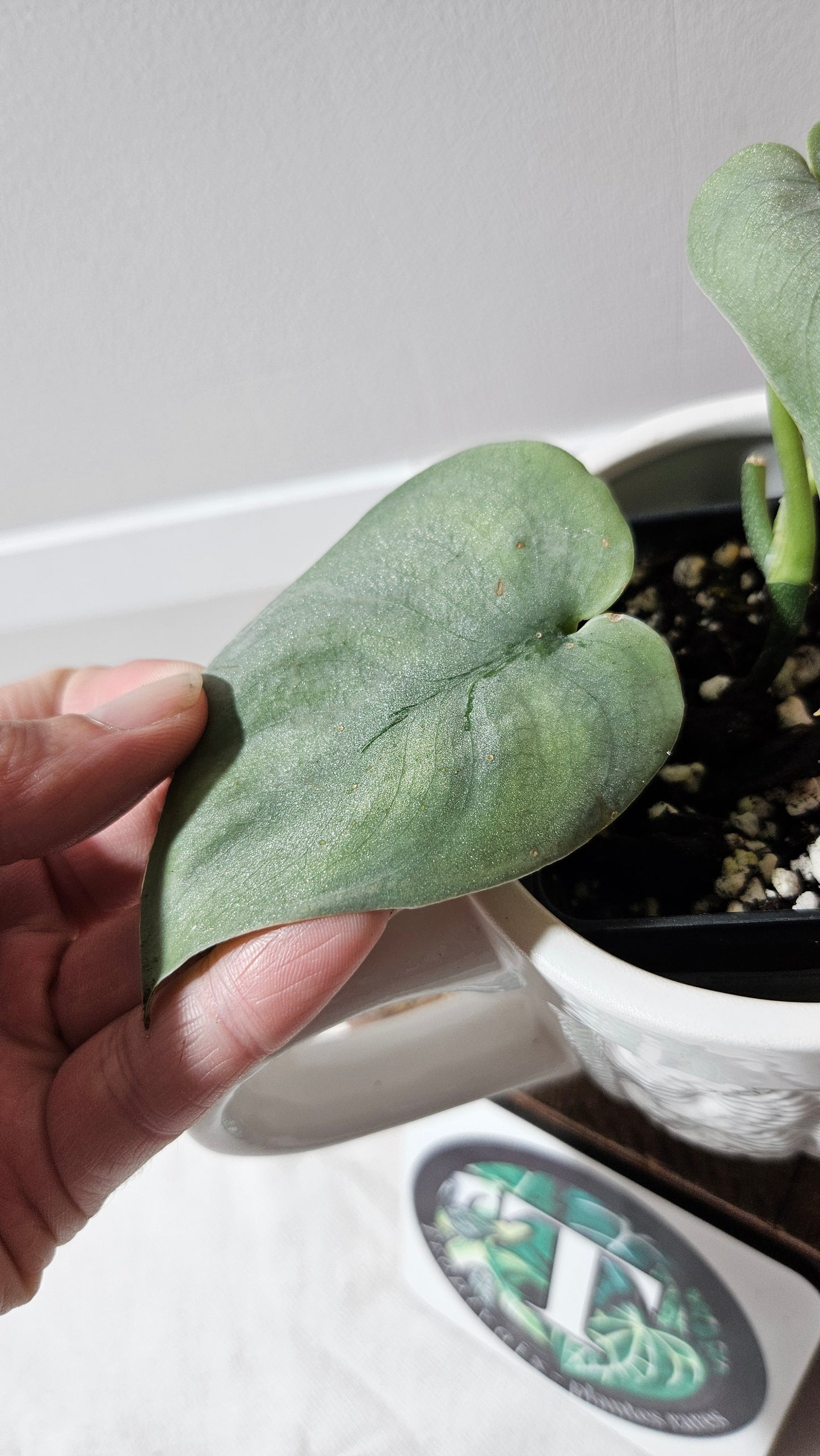 Scindapsus Platinum (SCI-1143)