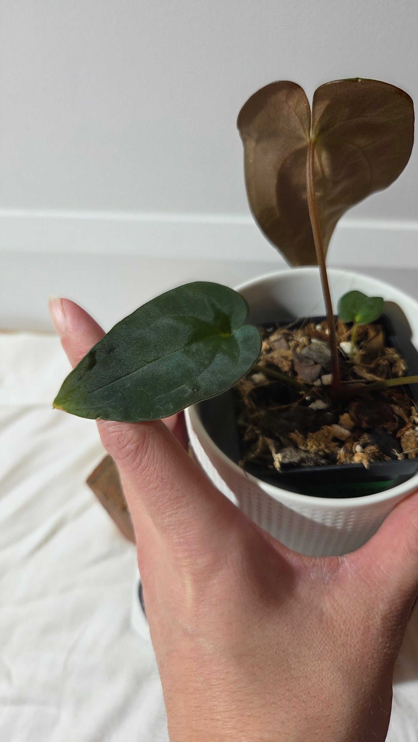 Anthurium  Papillilaminum (d'équateur) "format PETIT" (ANT-665)