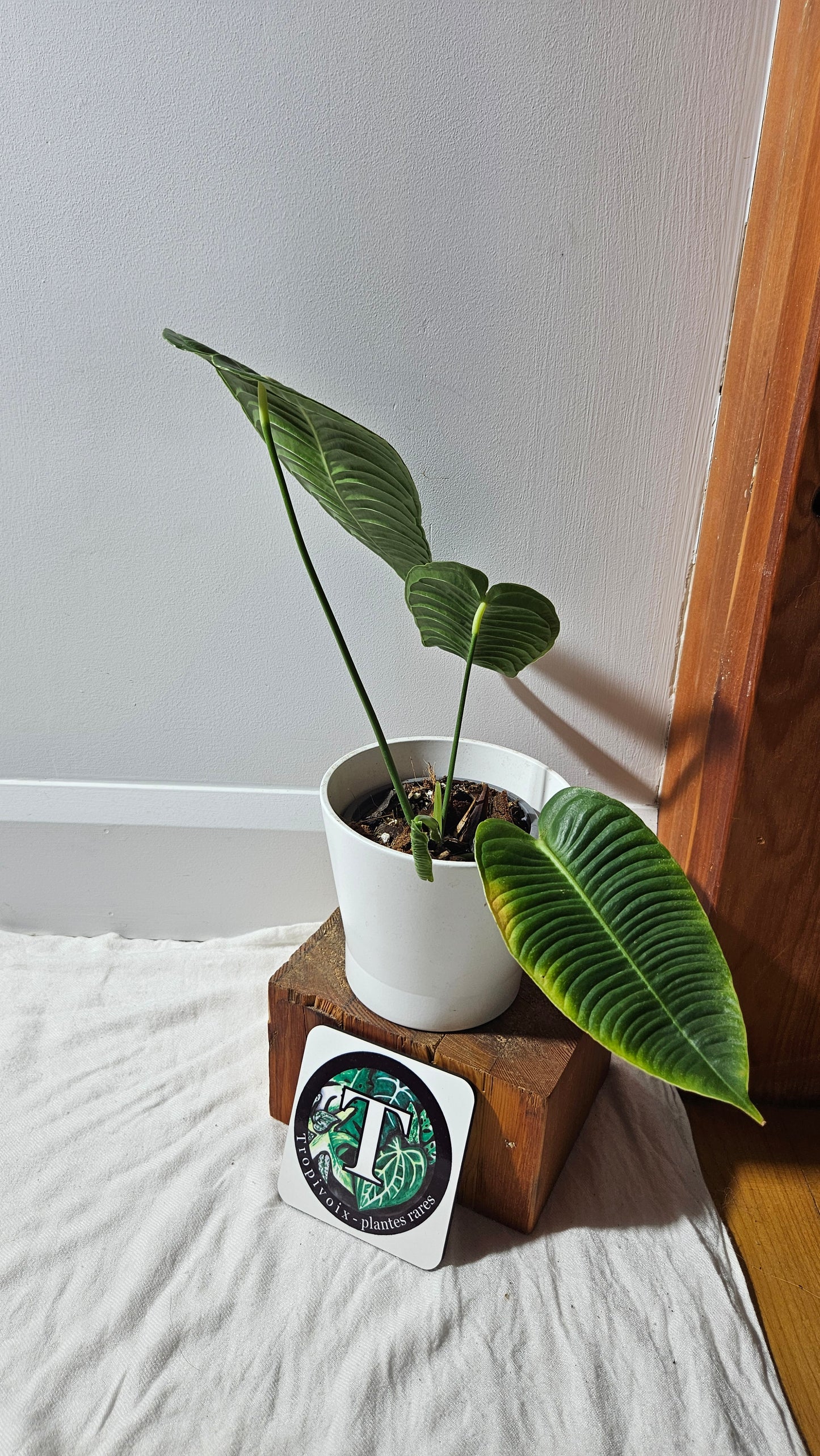 Anthurium Veitchii Super Narrow "format MOYEN" (ANT-608)