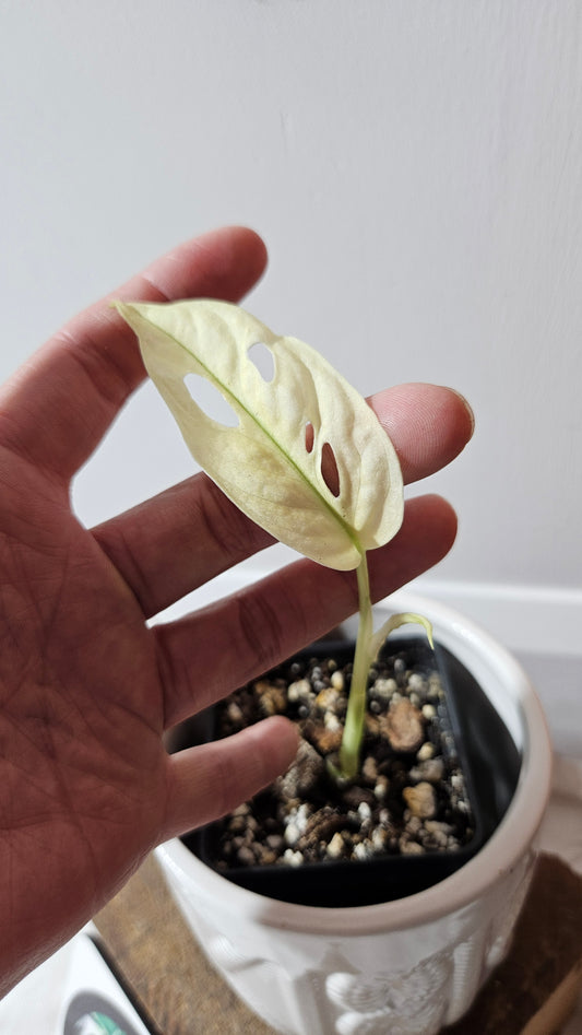 Monstera Andasonii Archipelago Ghost (MON-469)