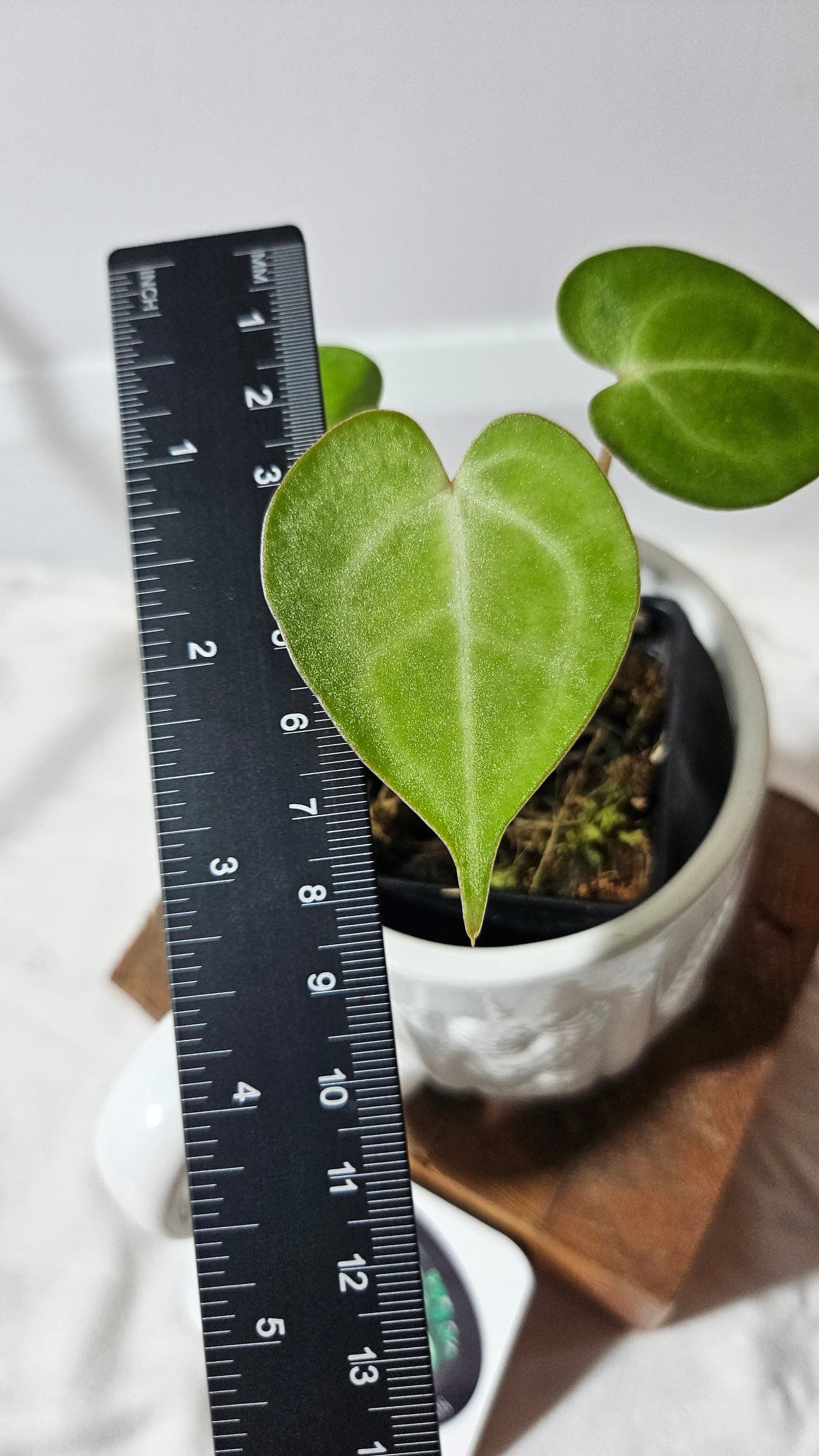 Anthurium  Clarinervium Tarentula "format SEEDLING" (ANT-179)