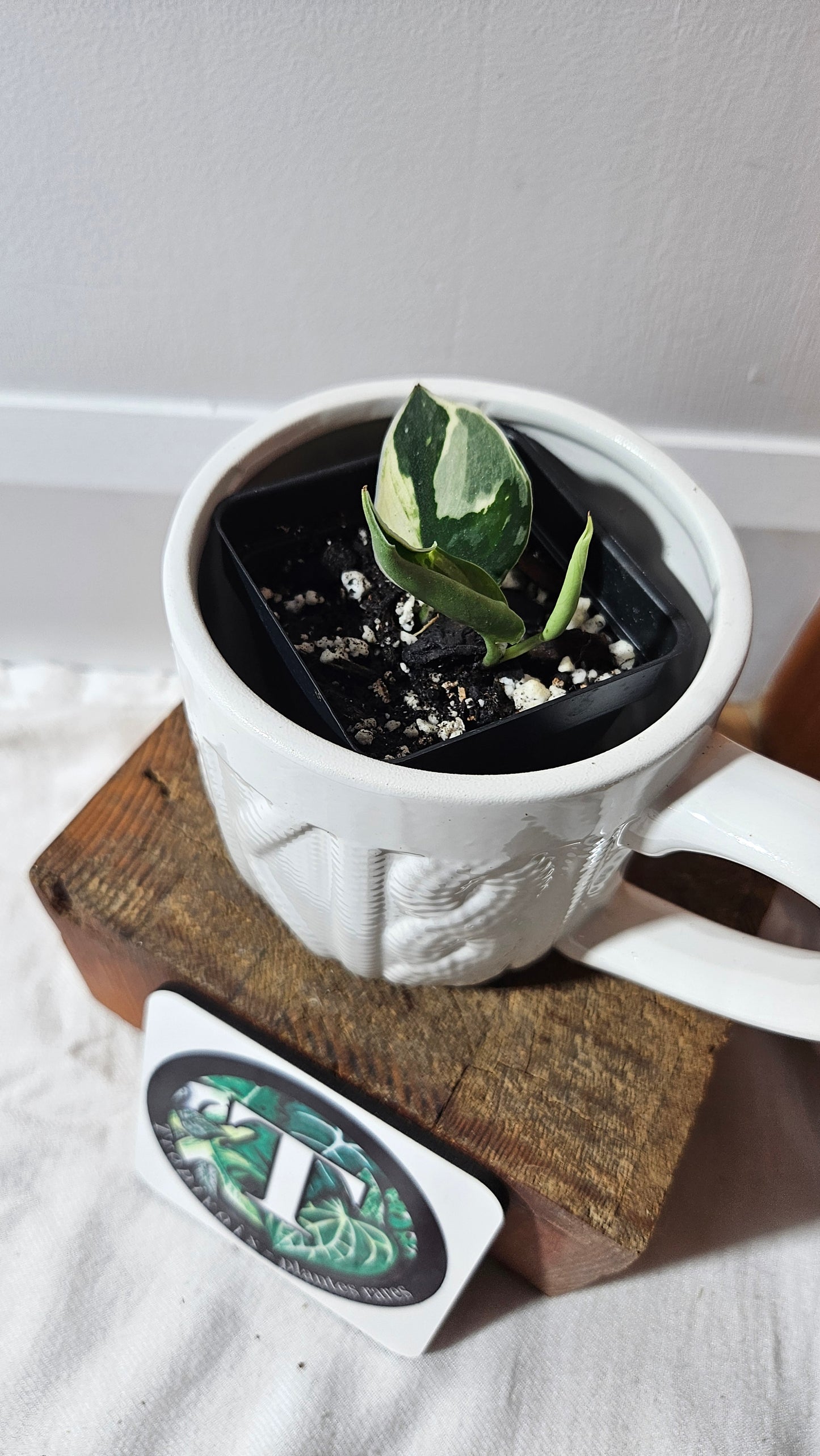 Scindapsus Bunaken (SCI-1291)