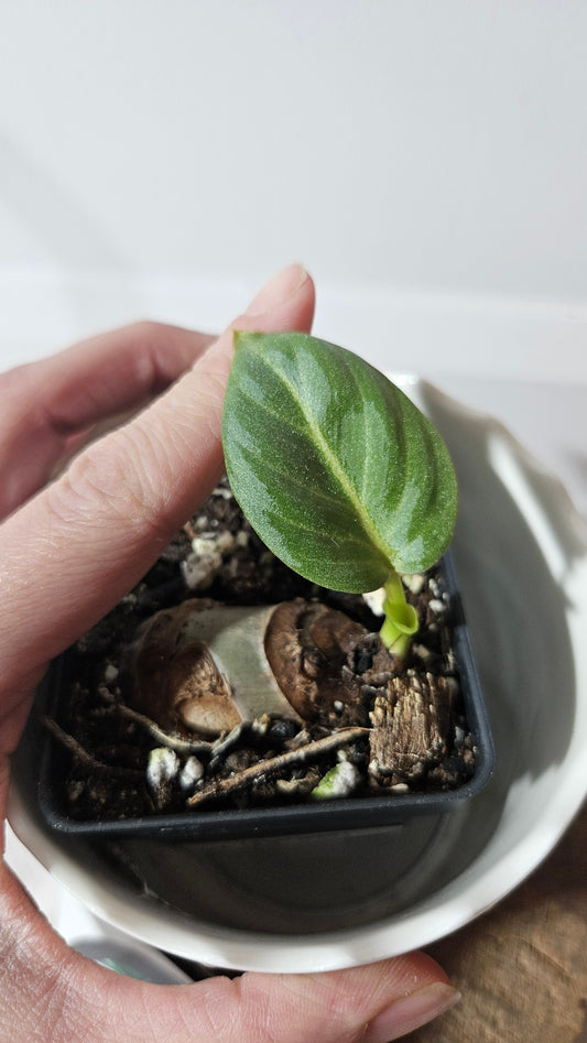 Philodendron Gloriosum Radiante (PHI-796)