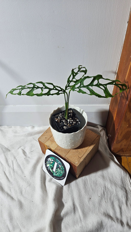 Monstera Obliqua Peru (MON-347)