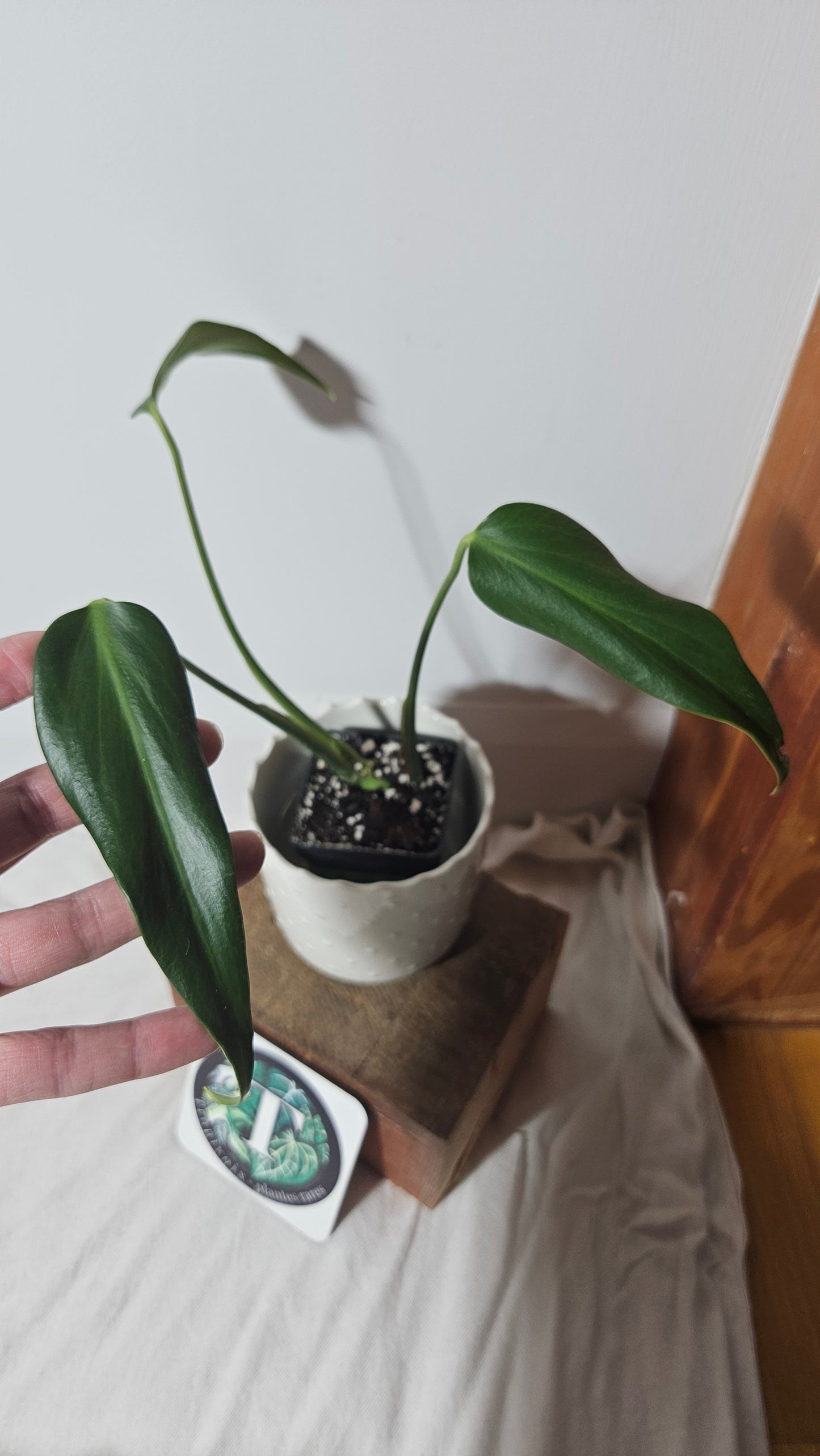 Monstera Burlemarx Flame/Dilacerata (MON-256)