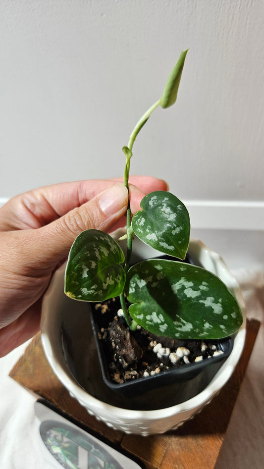 Scindapsus Black Exotica (SCI-1332)