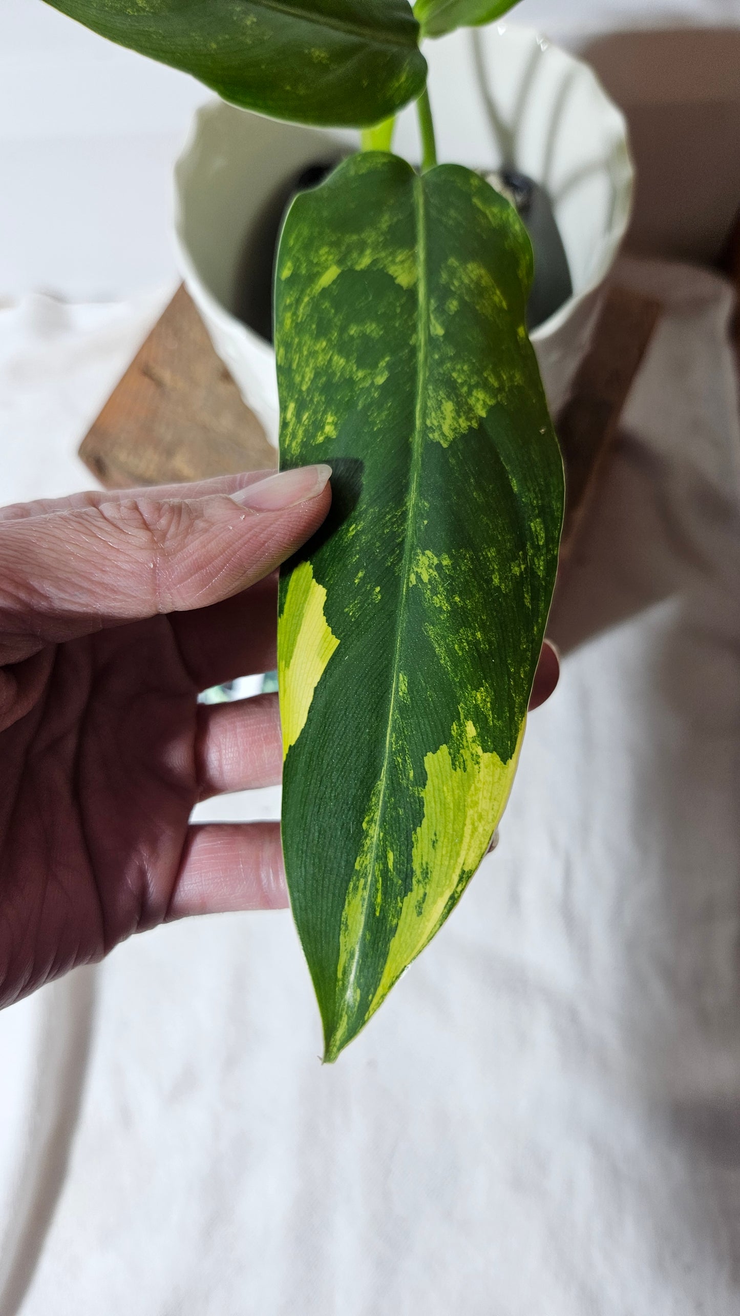 Philodendron Domesticum Variegata (PHI-667)