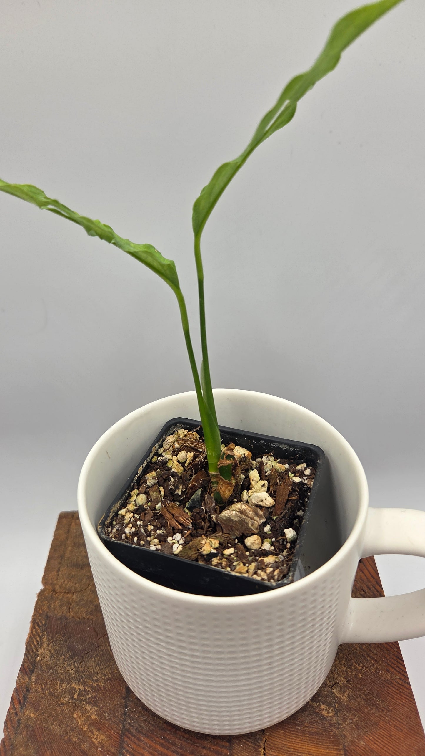 Monstera Obliqua Peru (MON-347)