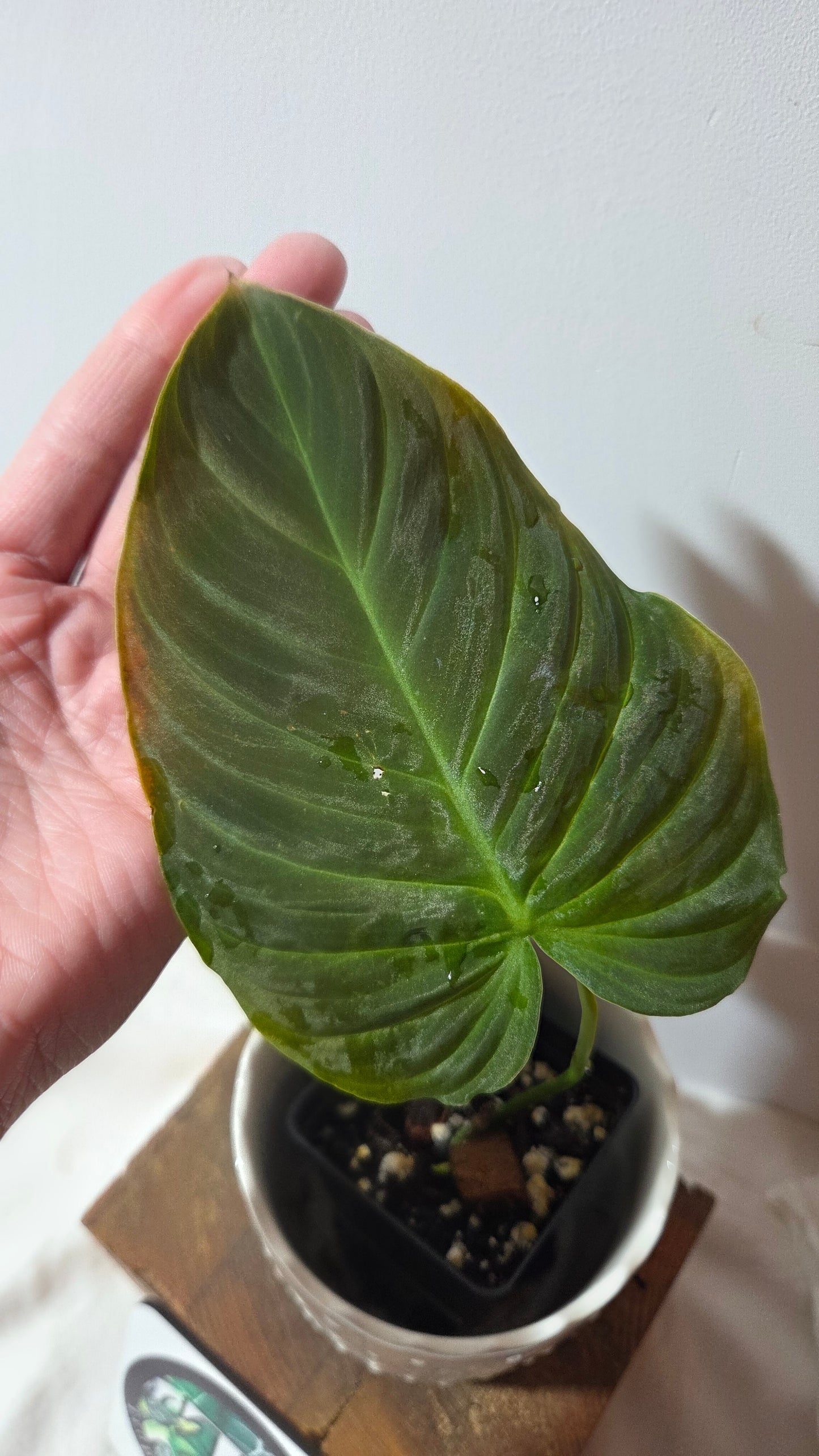 Philodendron Splendide (PHI-1007)