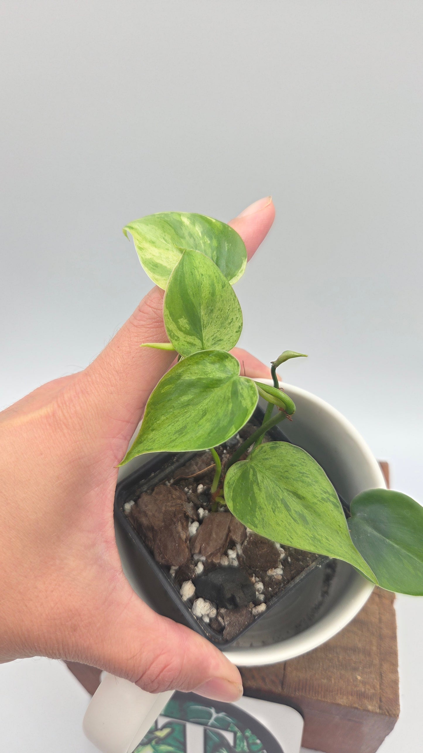 Philodendron Hederaceum Variegata (PHI-1065)
