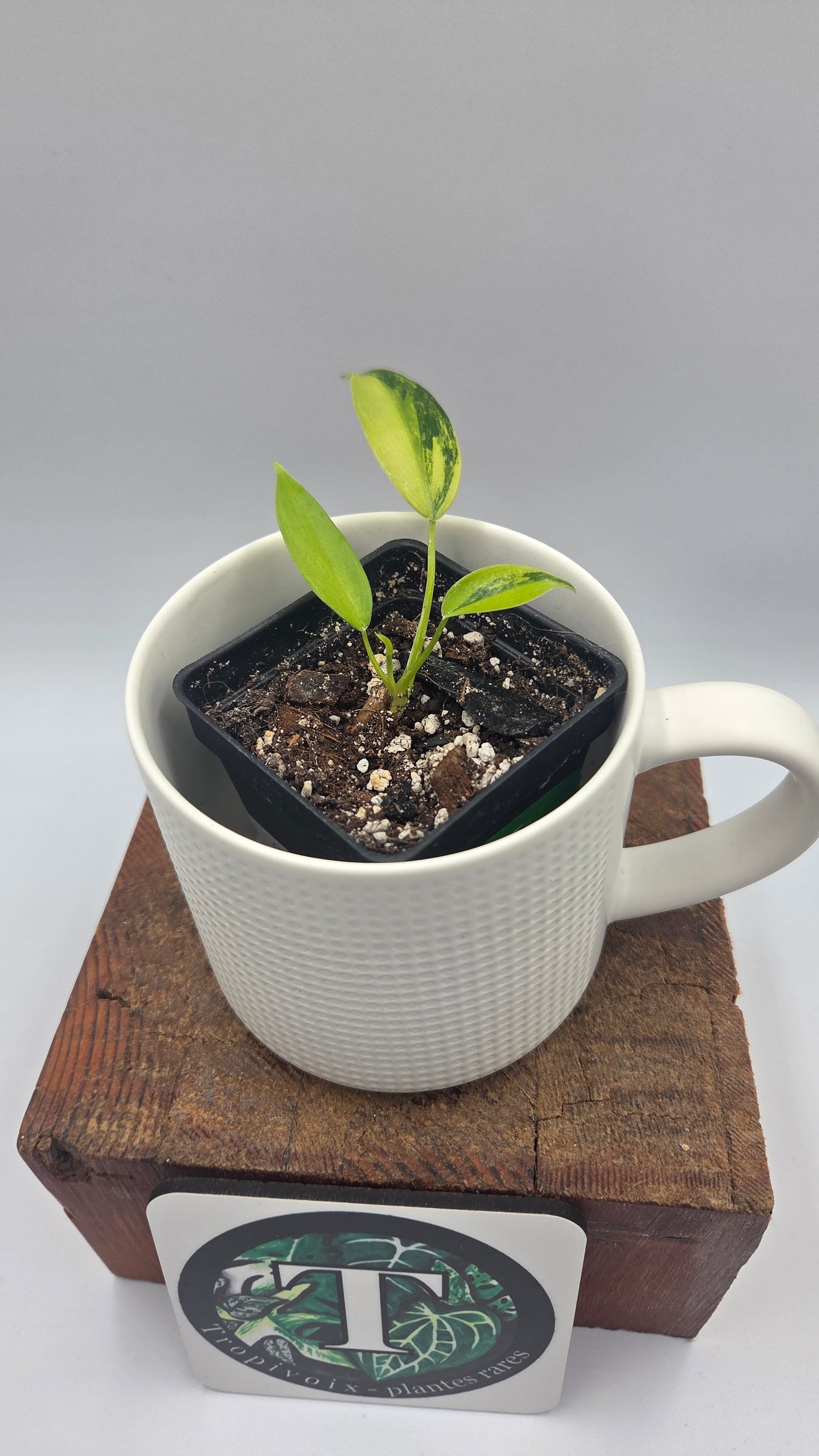Philodendron Florida Beauty (PHI-1060)