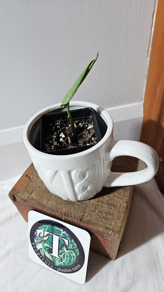 Syngonium Chiapense Albo (SYN-466)