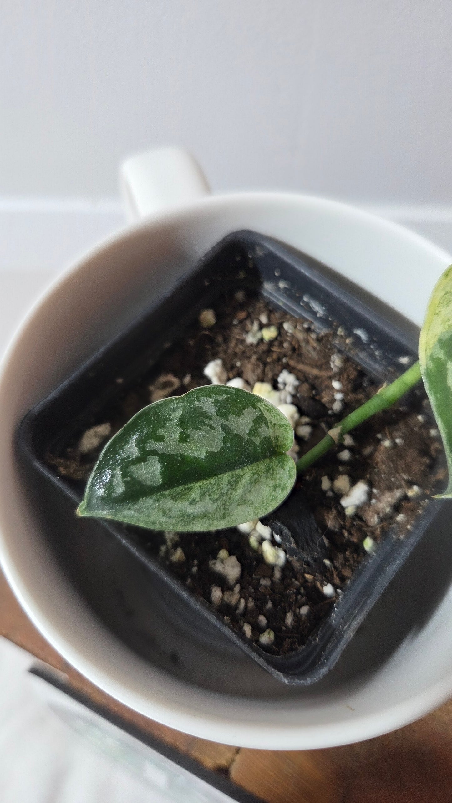 Scindapsus Mayari (SCI-1406)