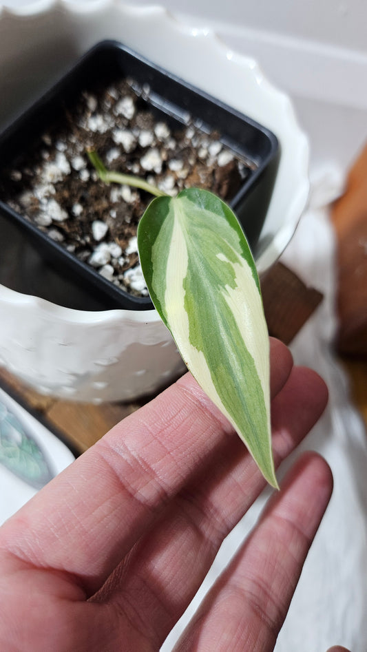Philodendron Hederaceum Rio (PHI-802)