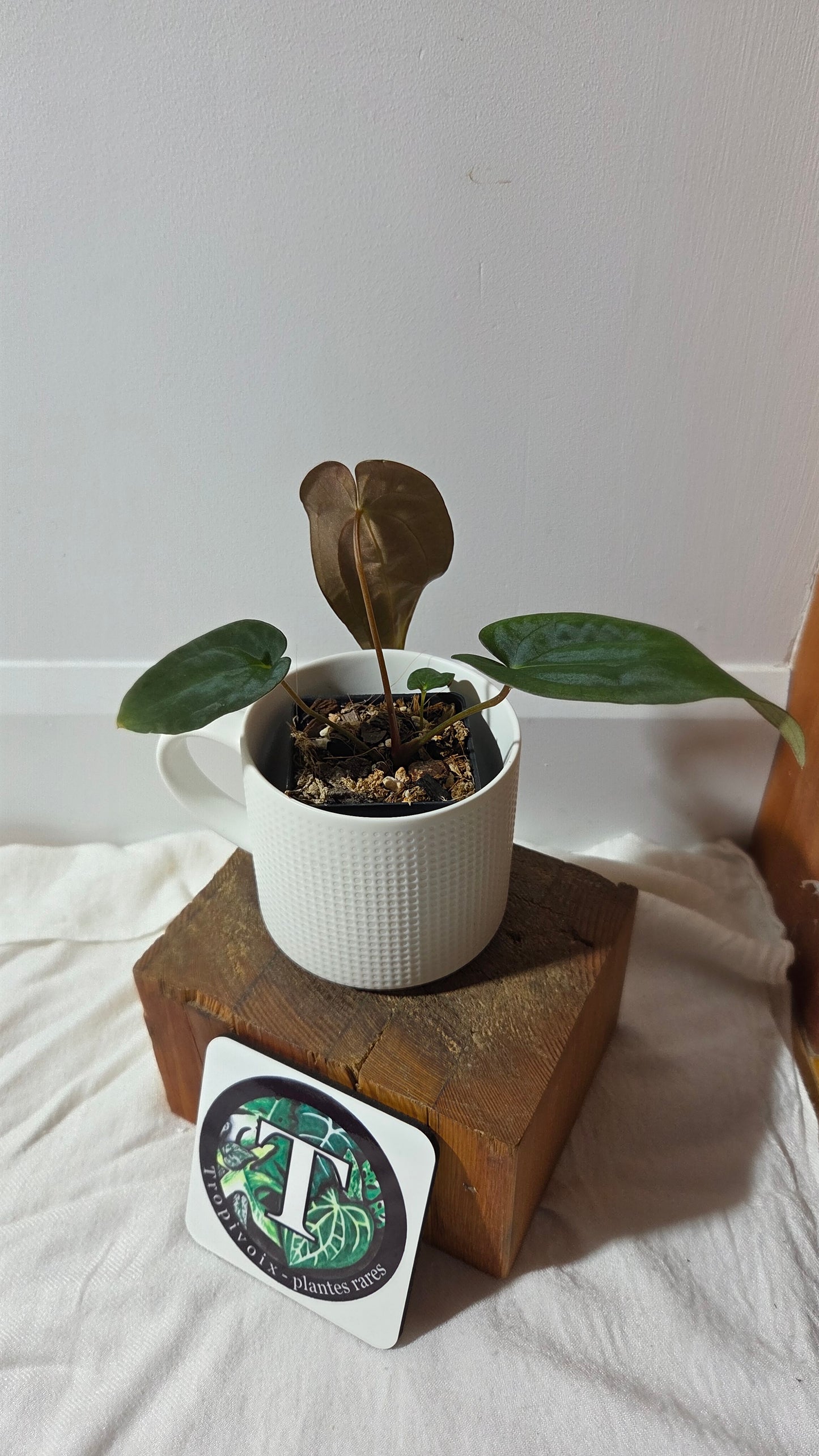 Anthurium  Papillilaminum (d'équateur) "format PETIT" (ANT-665)