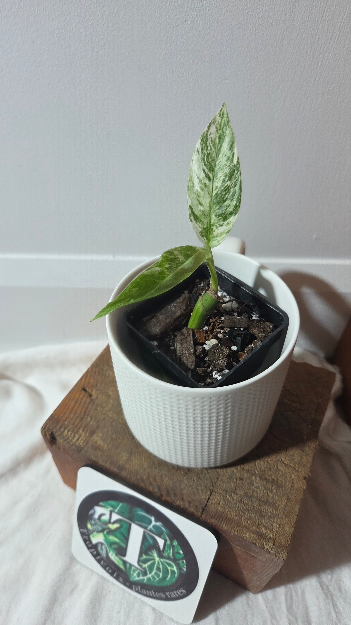 Rhaphidophora Megasperma Variegata (AUT-087)